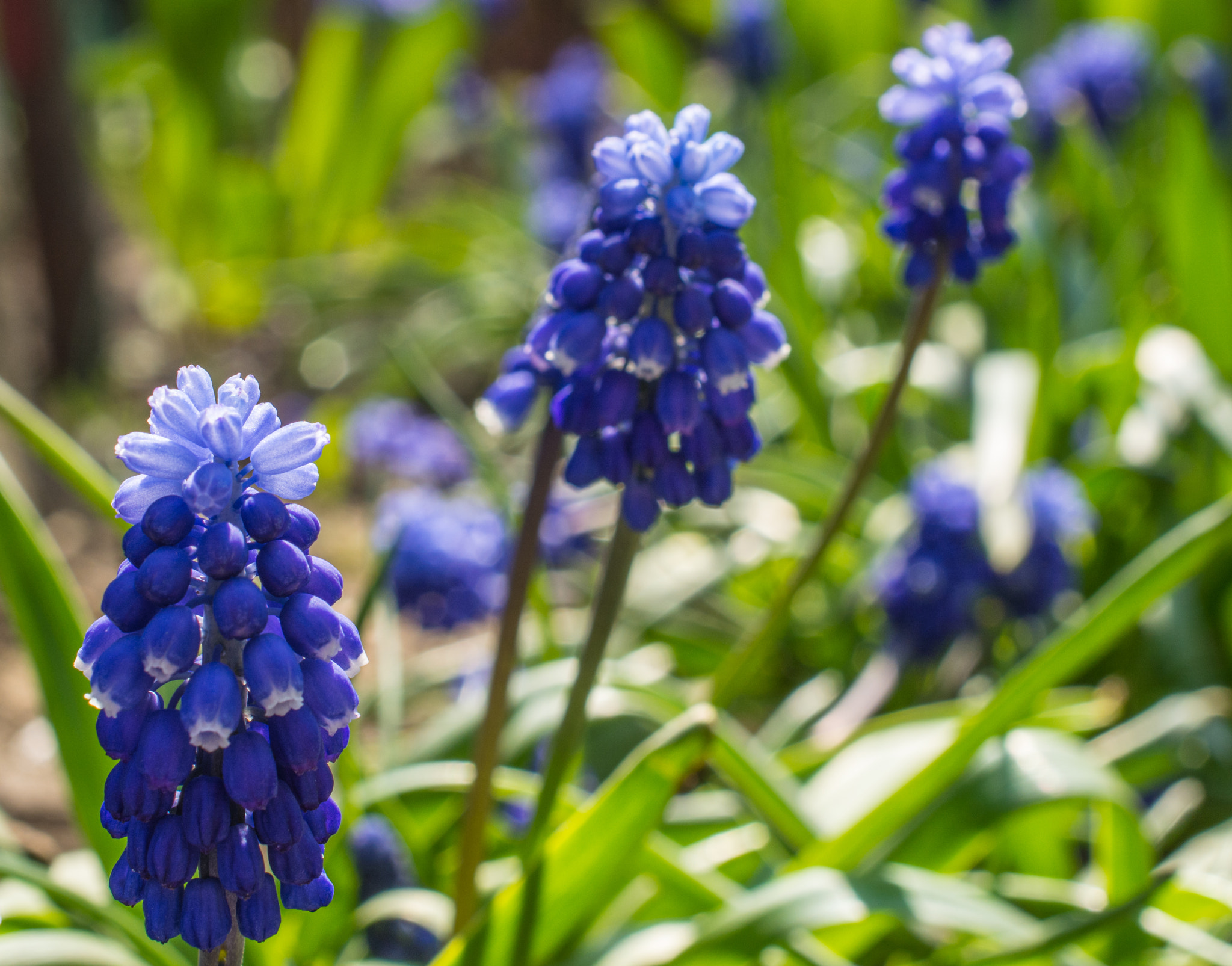 Nikon AF-S DX Micro Nikkor 40mm F2.8 sample photo. Blue spring flower photography