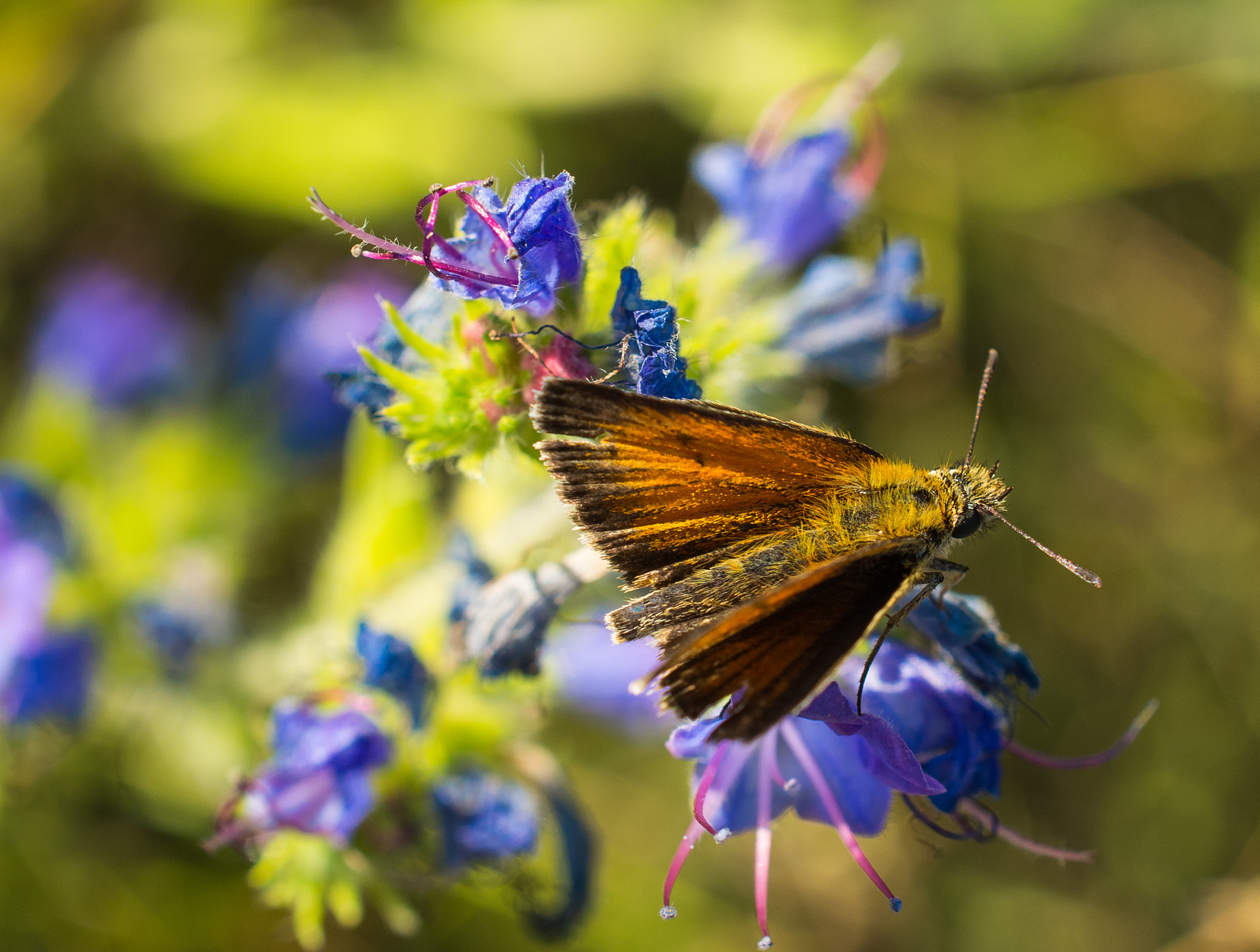 Nikon AF-S DX Micro Nikkor 40mm F2.8 sample photo. Beauty of nature photography