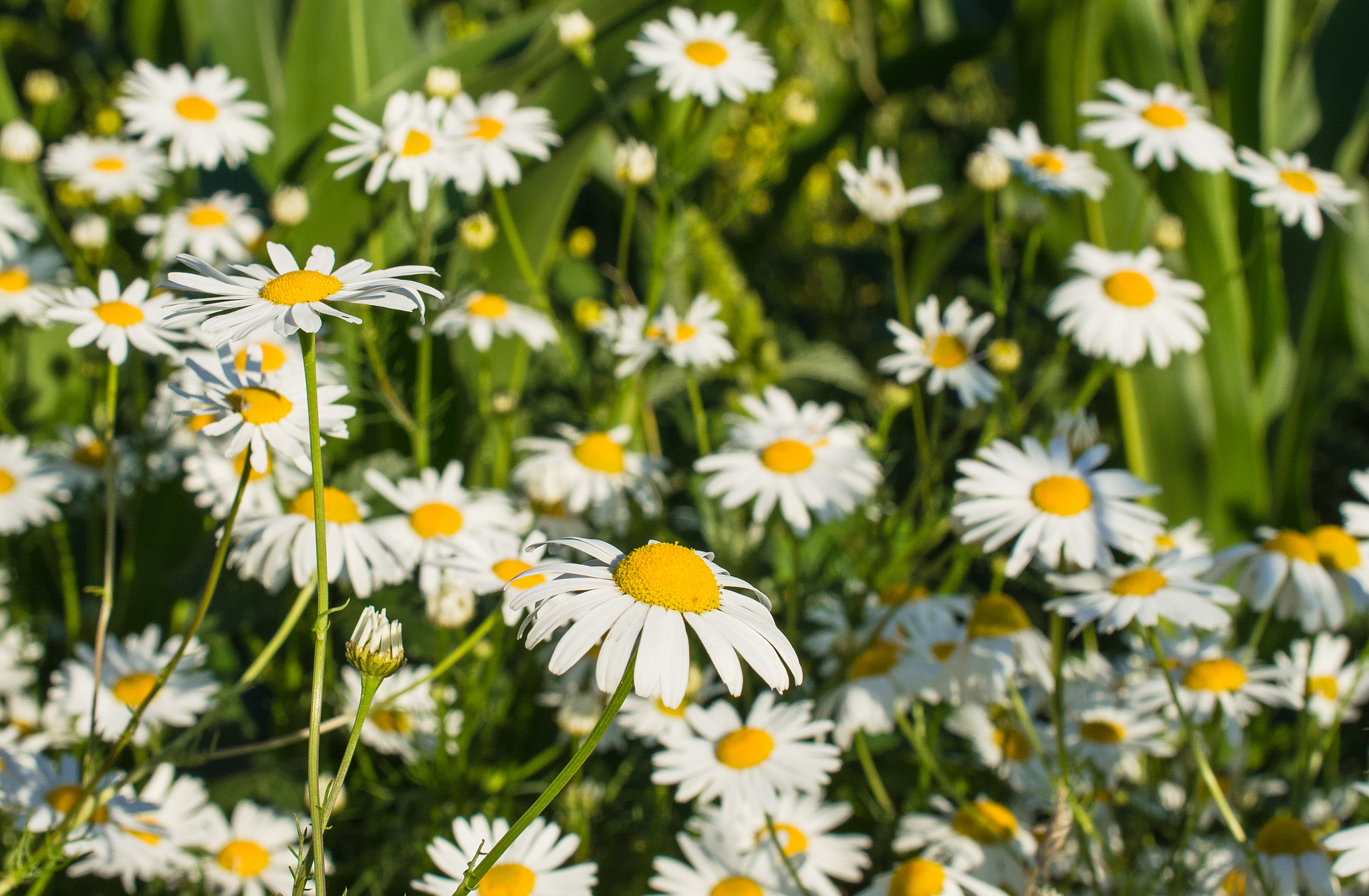 Nikon AF-S DX Micro Nikkor 40mm F2.8 sample photo. Simple camomile photography