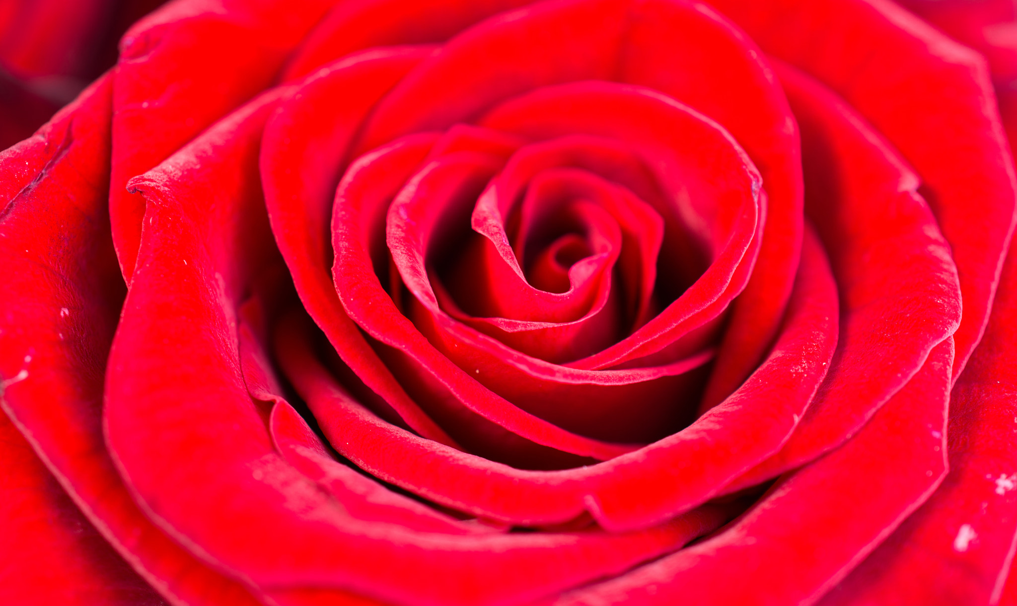 Nikon D5200 sample photo. Rose beauty photography