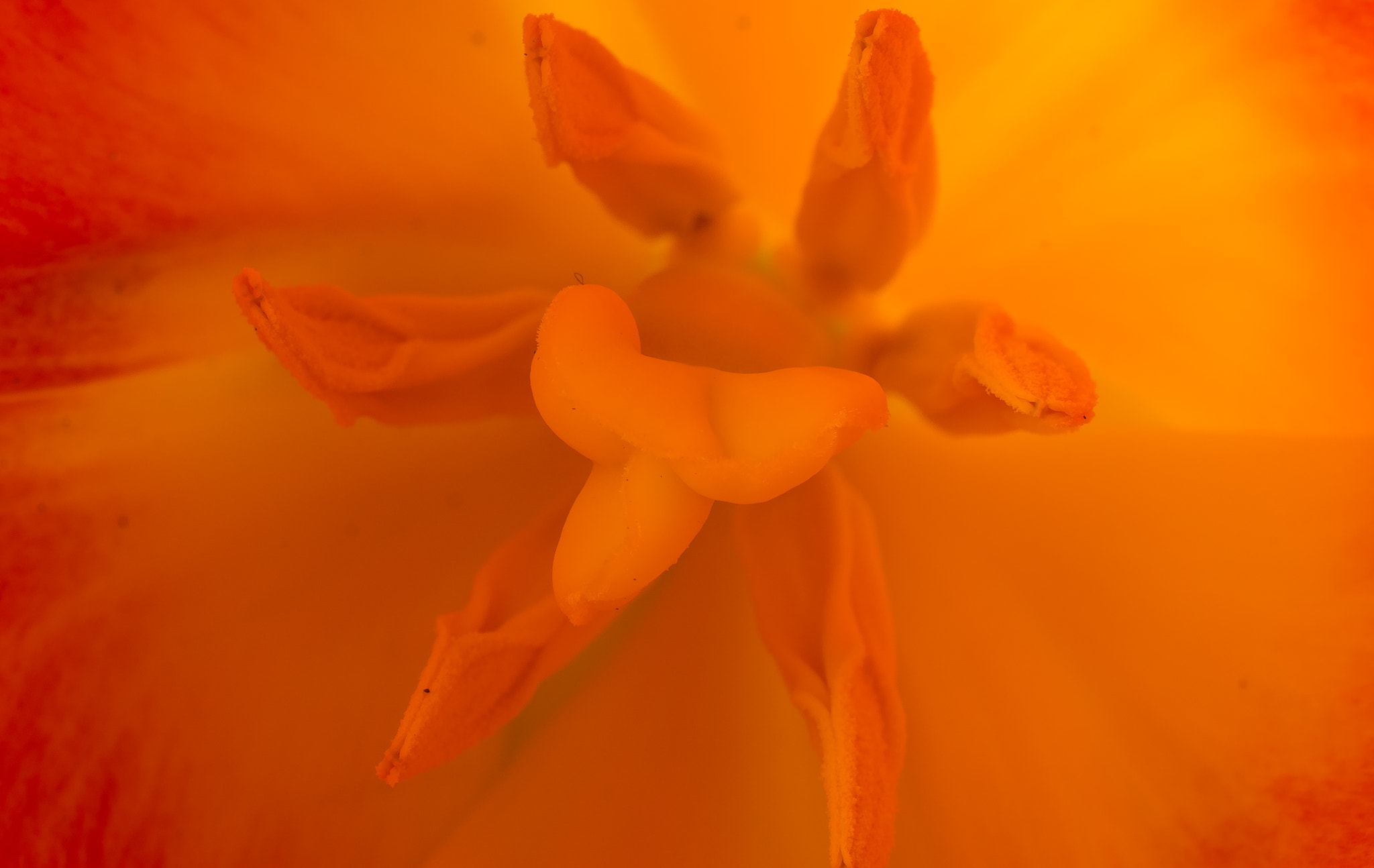 Nikon D5200 sample photo. Tulip photography