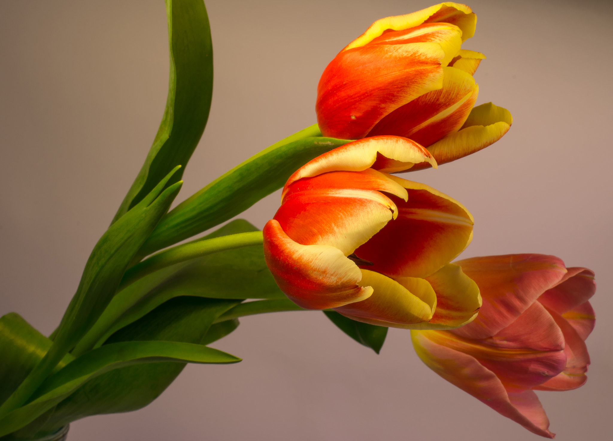 Nikon AF-S DX Micro Nikkor 40mm F2.8 sample photo. Tulip photography