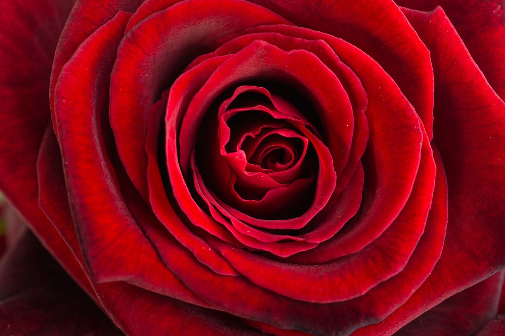 Nikon AF-S DX Micro Nikkor 40mm F2.8 sample photo. Rose beauty photography