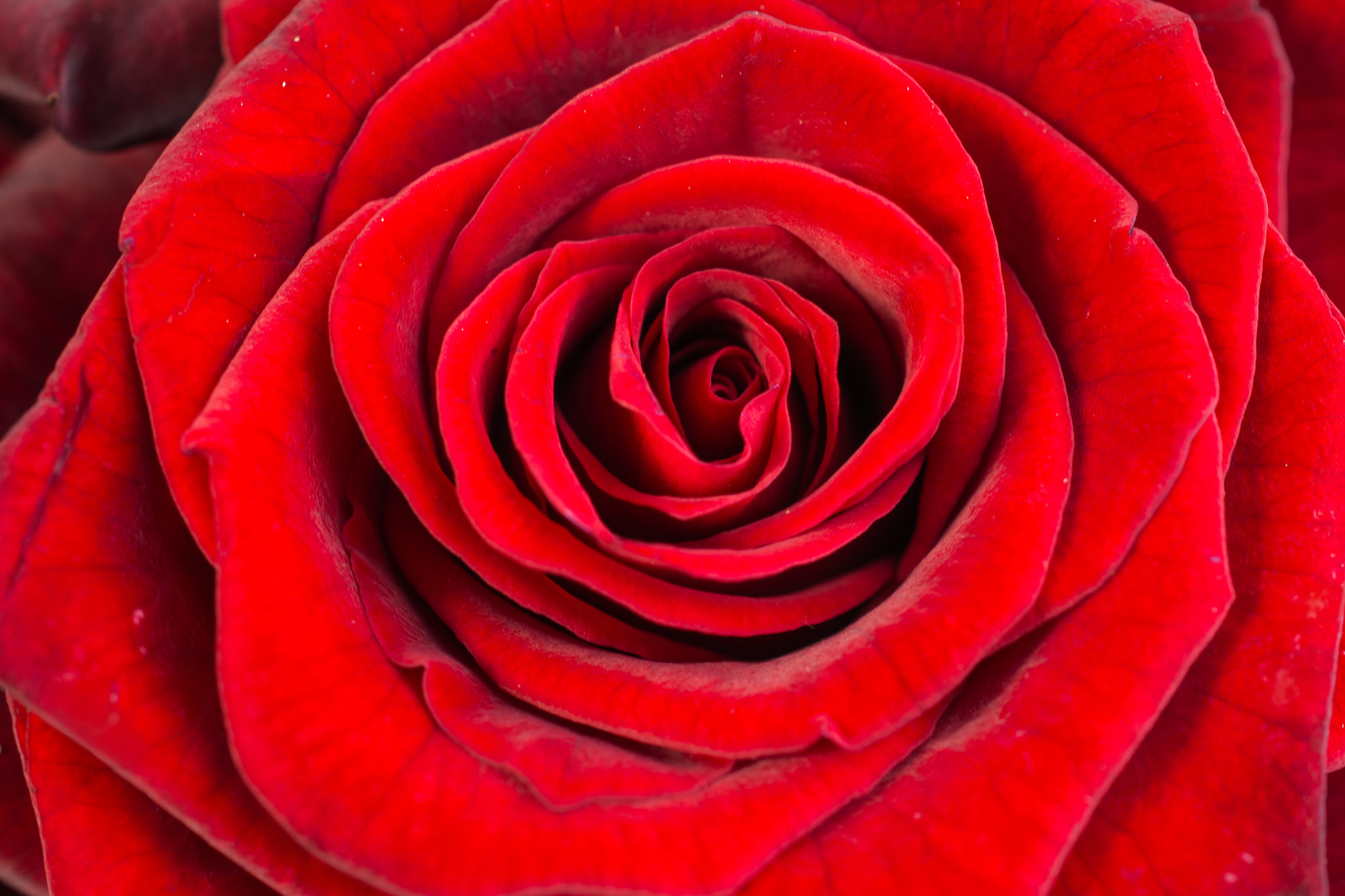 Nikon AF-S DX Micro Nikkor 40mm F2.8 sample photo. Rose beauty photography