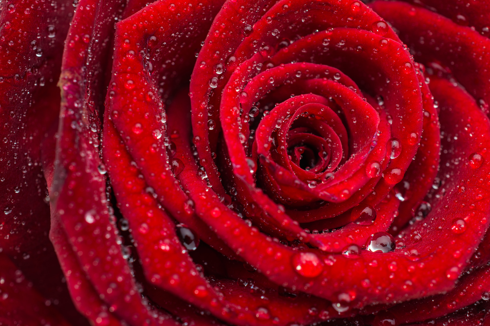 Nikon AF-S DX Micro Nikkor 40mm F2.8 sample photo. Rose beauty photography