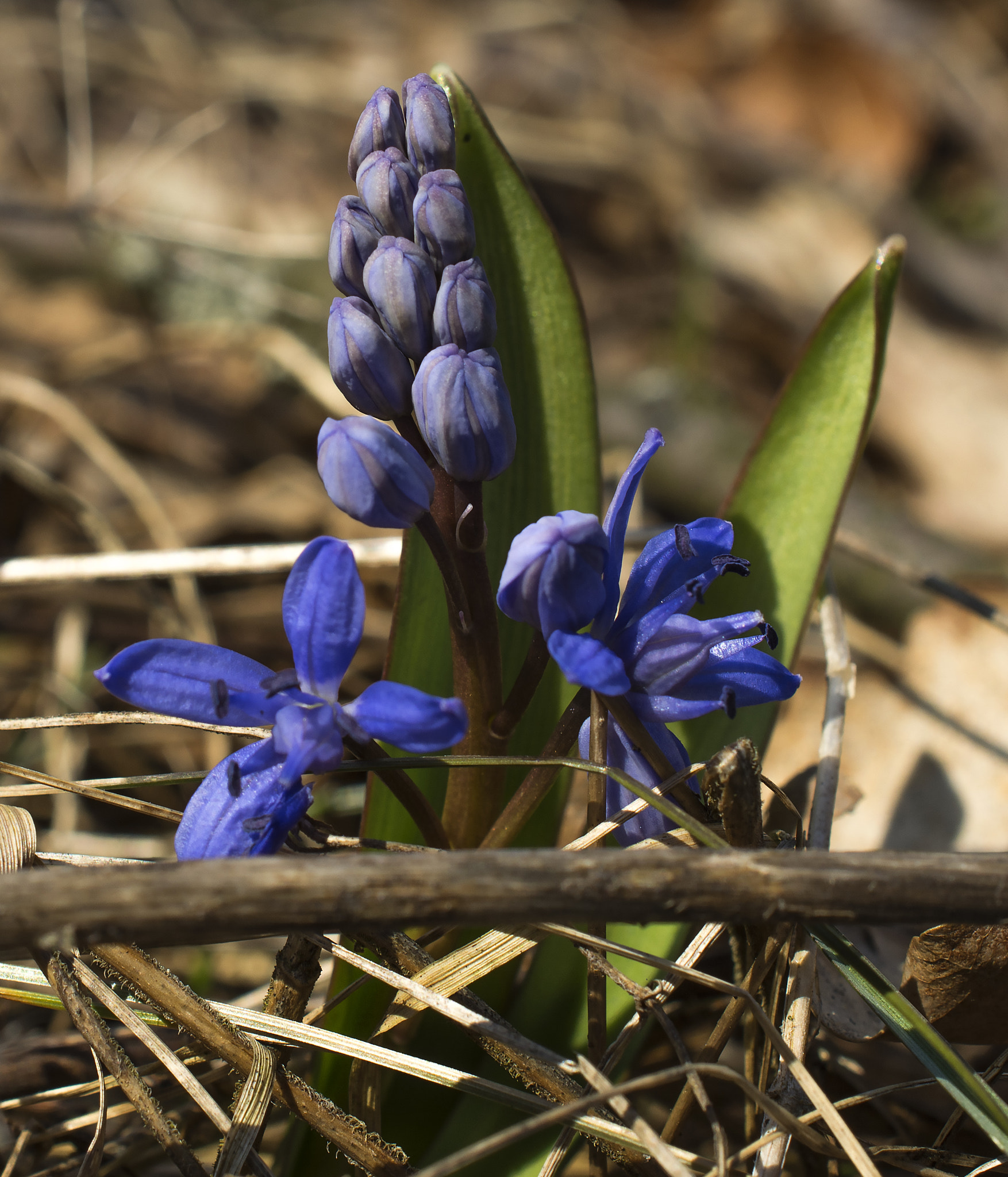 Nikon AF-S DX Micro Nikkor 40mm F2.8 sample photo. Spring forest flower photography