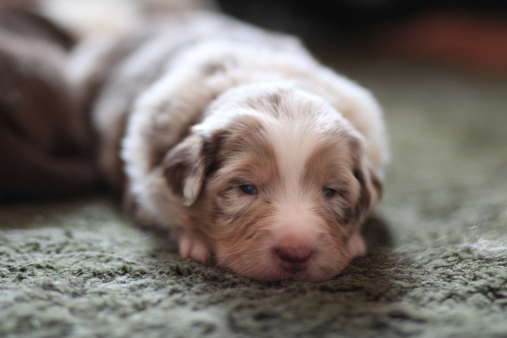 Canon EOS 600D (Rebel EOS T3i / EOS Kiss X5) + Canon EF 85mm F1.8 USM sample photo. Sleepy bonnie photography