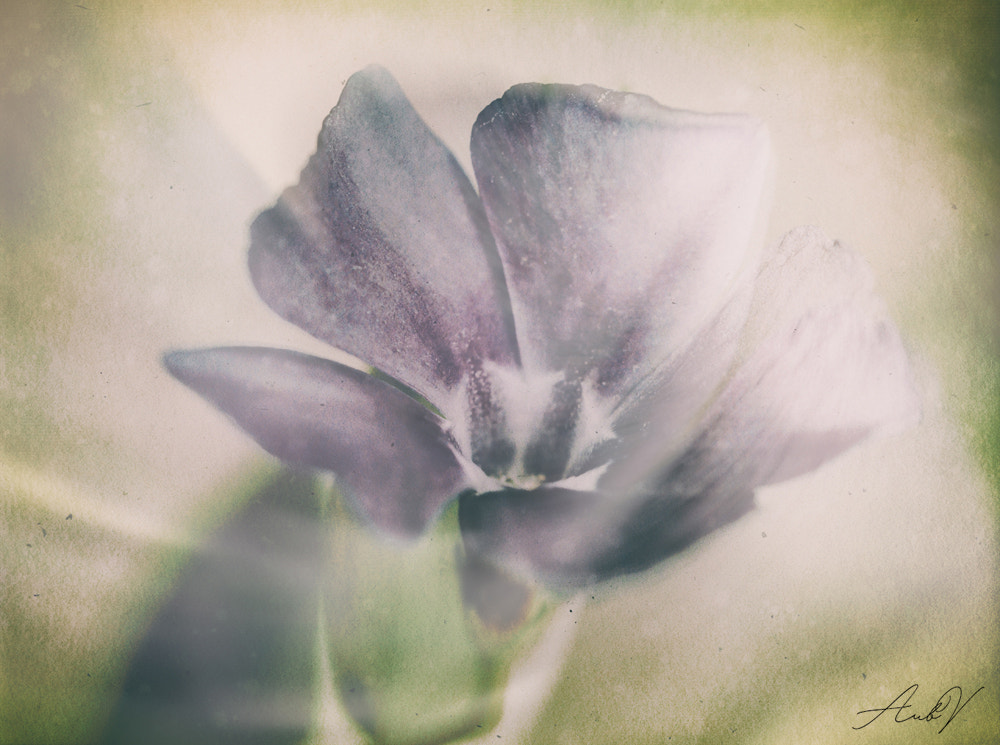 Canon EF 100mm F2.8L Macro IS USM sample photo. Vinca major photography