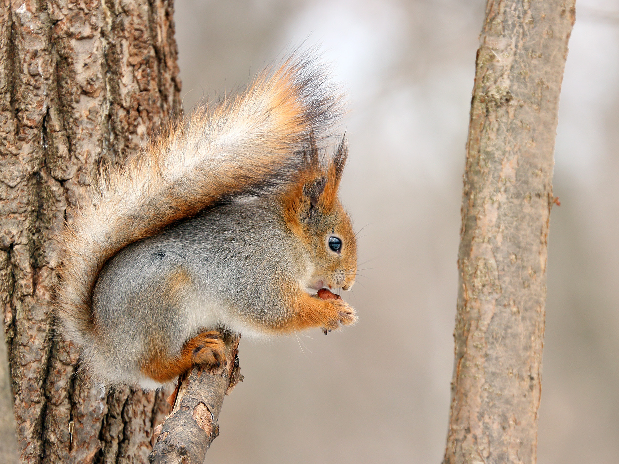 Canon EF 70-300mm F4-5.6L IS USM sample photo. Squirrel photography