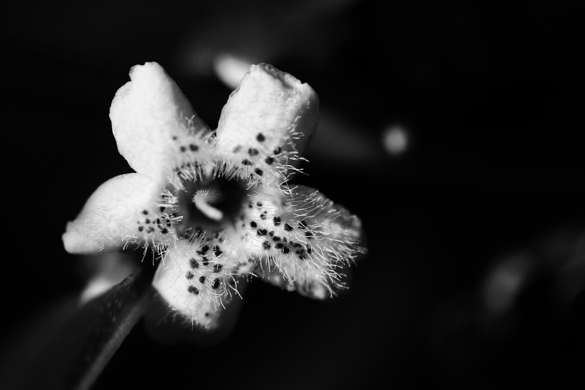 Canon EF 100mm F2.8L Macro IS USM sample photo. Blossom b/w photography