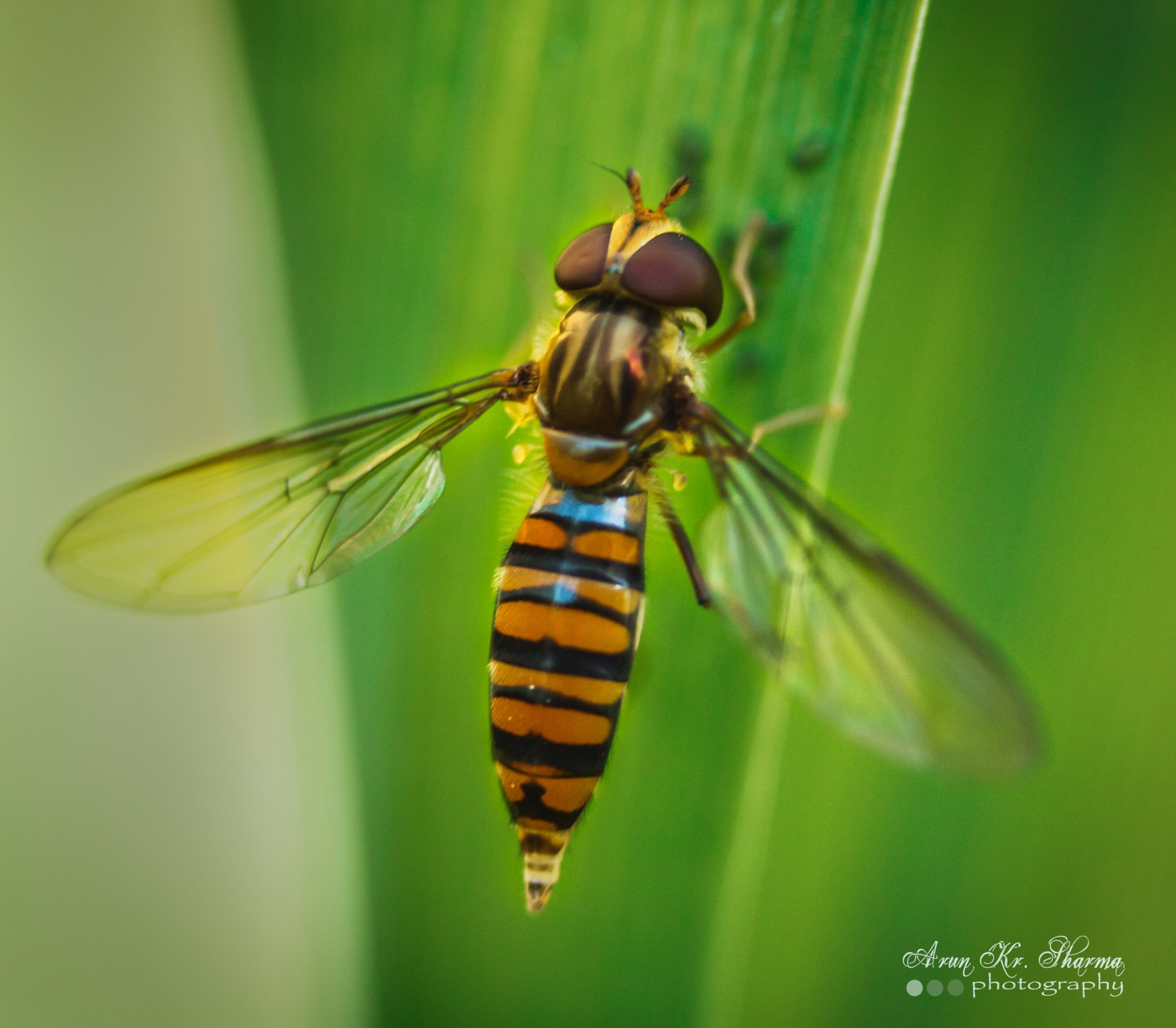 Canon EF-S 60mm F2.8 Macro USM sample photo. The bee photography