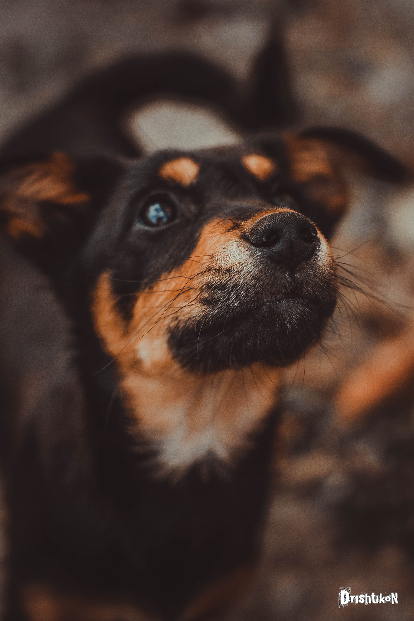 Canon EOS 7D + Canon EF 50mm F1.4 USM sample photo. Dogs the loyal friend of human being photography