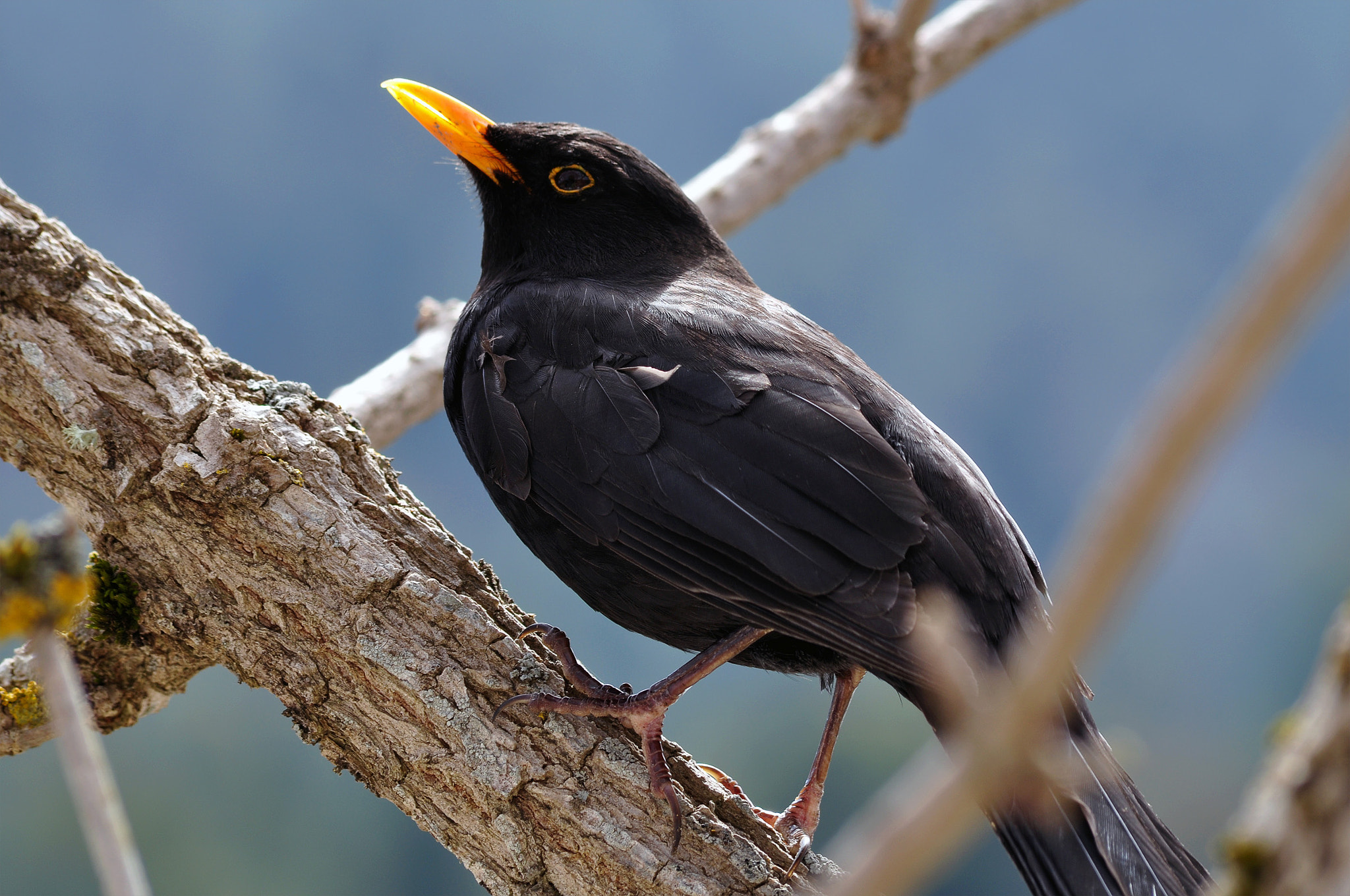 Sigma 70-300mm F4-5.6 APO DG Macro sample photo. Blackbird photography