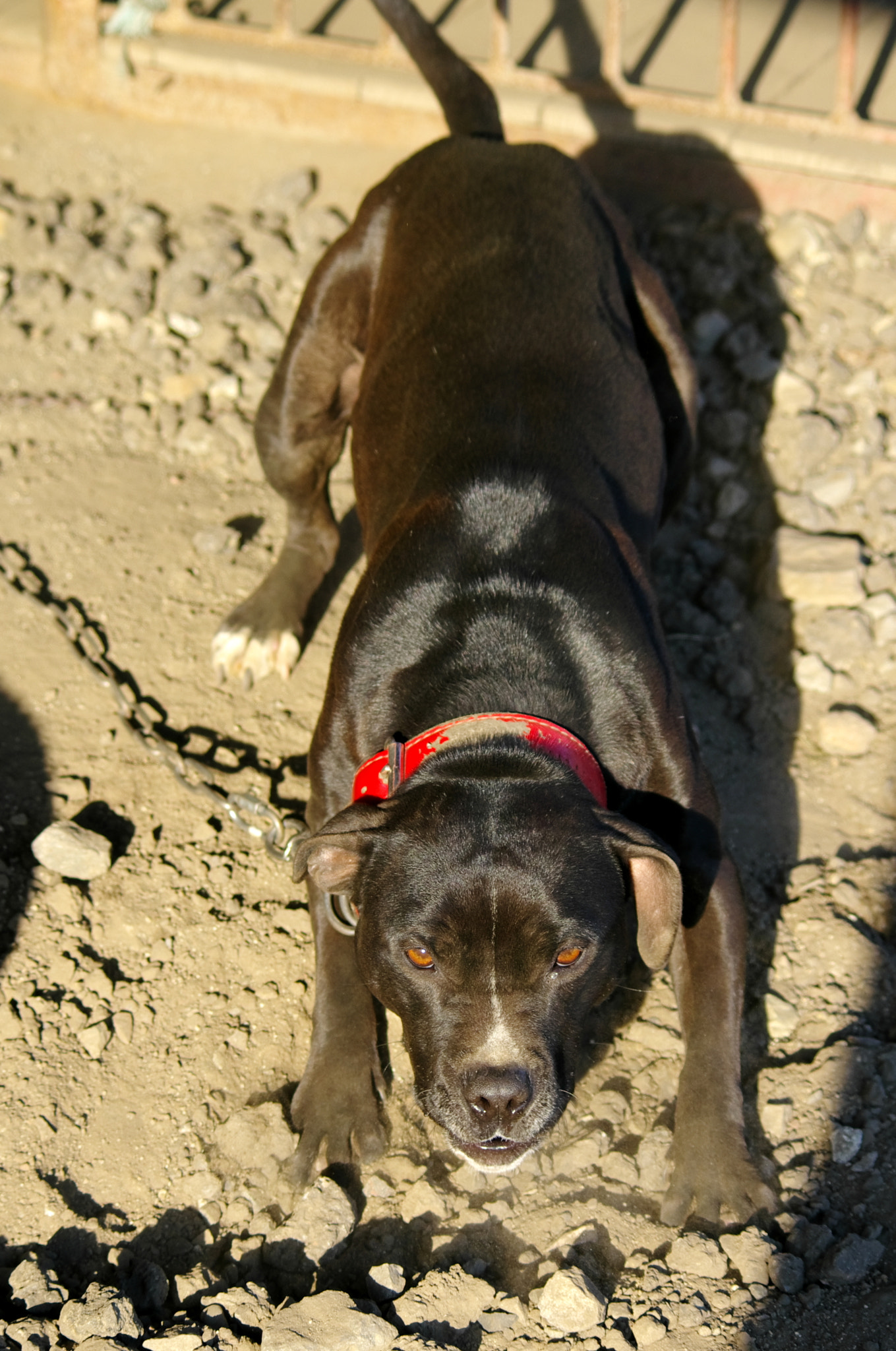 smc PENTAX-DA L 55-300mm F4-5.8 ED sample photo. American pitbull terrier photography