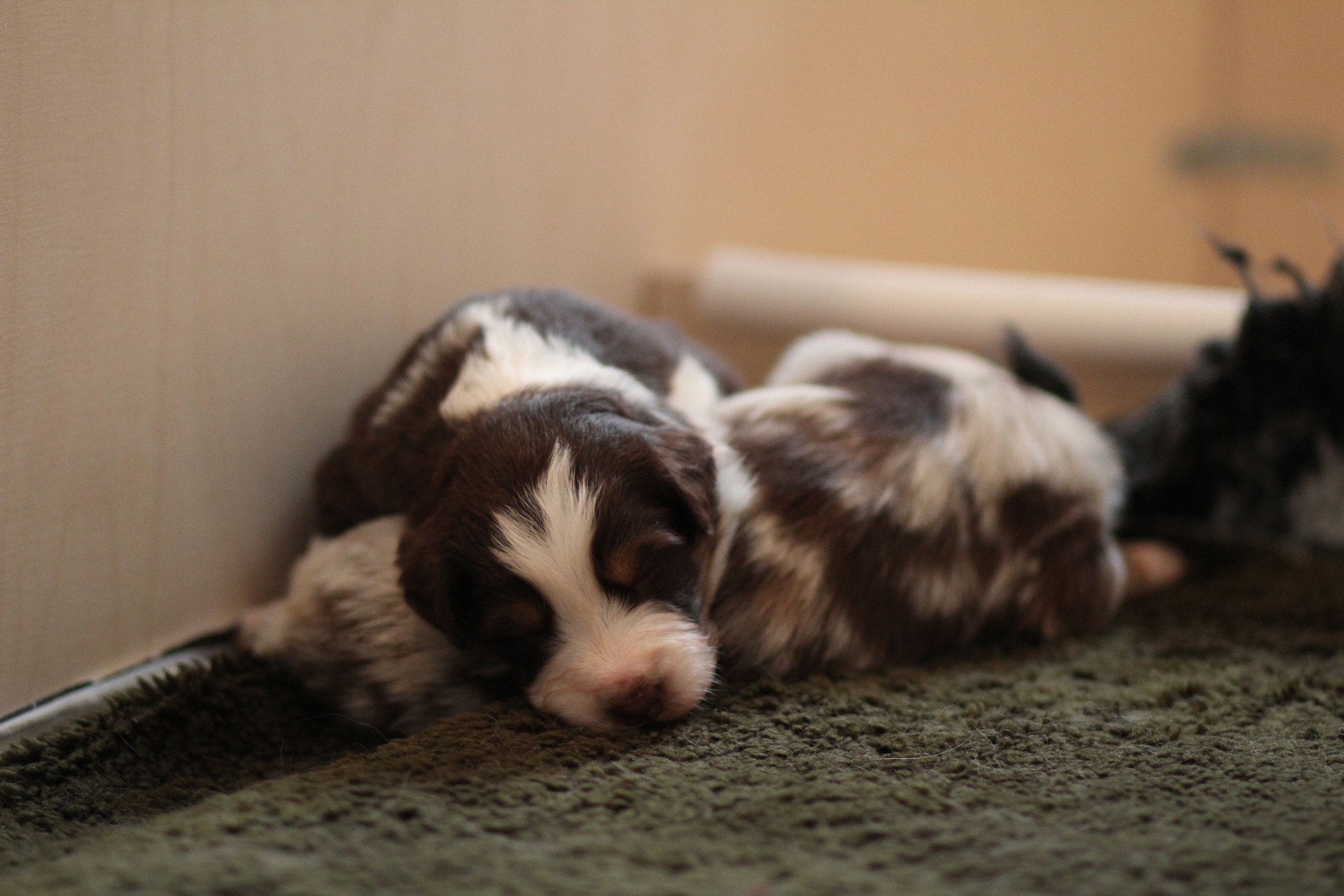 Canon EOS 600D (Rebel EOS T3i / EOS Kiss X5) + Canon EF 85mm F1.8 USM sample photo. Sleepin' in a pile as usual photography
