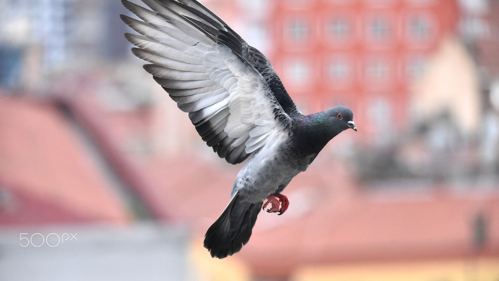 Nikon D810 + Sigma 150-500mm F5-6.3 DG OS HSM sample photo. Pigeon photography