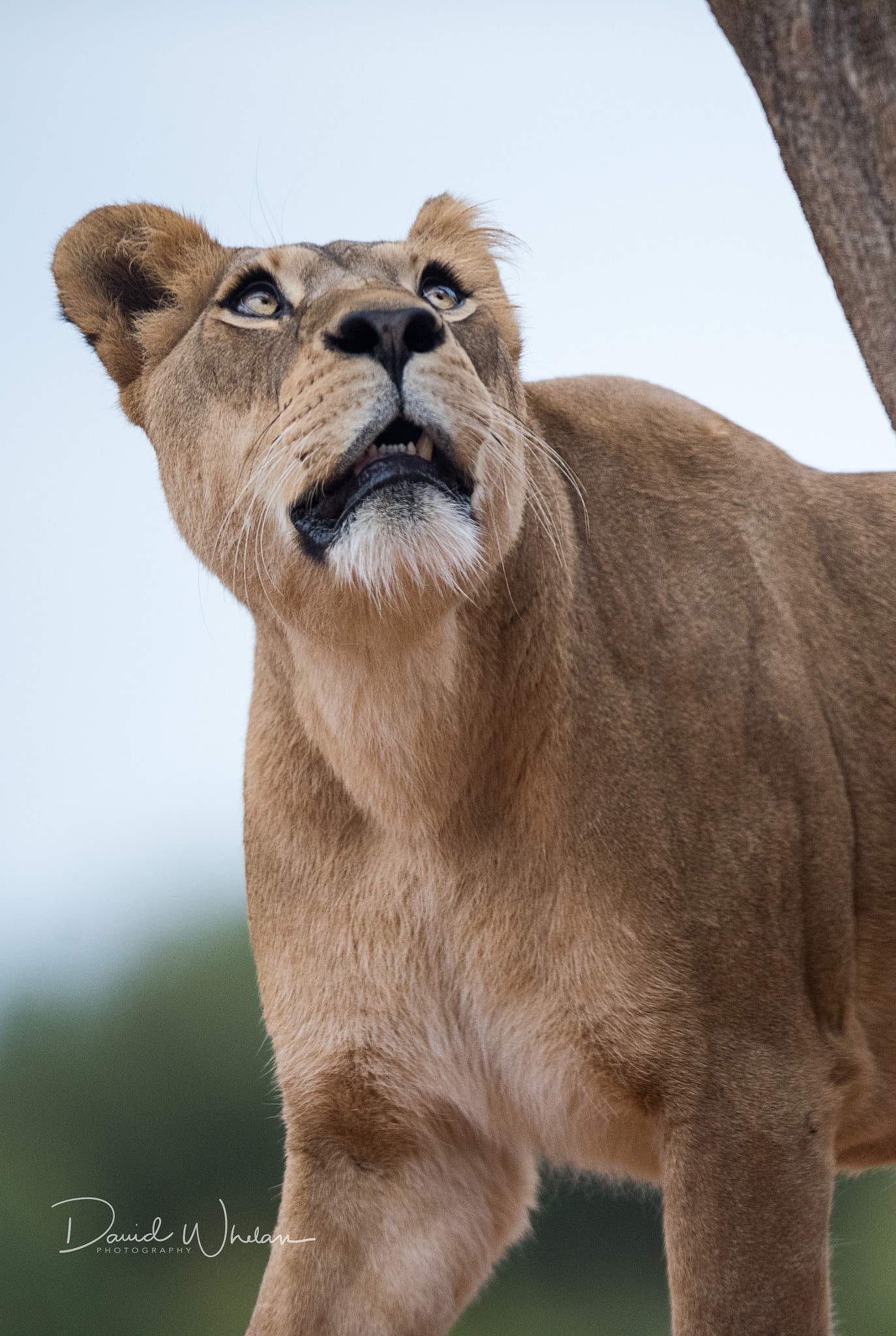 Nikon AF-S Nikkor 400mm F2.8E FL ED VR sample photo. Nairibi photography