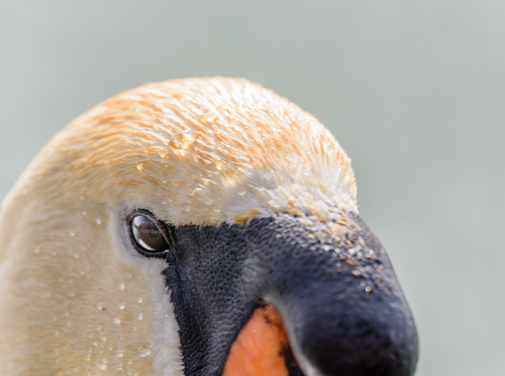 Sigma 150-600mm F5-6.3 DG OS HSM | C sample photo. Portrait of swan photography