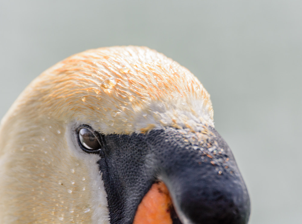 Nikon D7200 sample photo. Portrait of swan photography