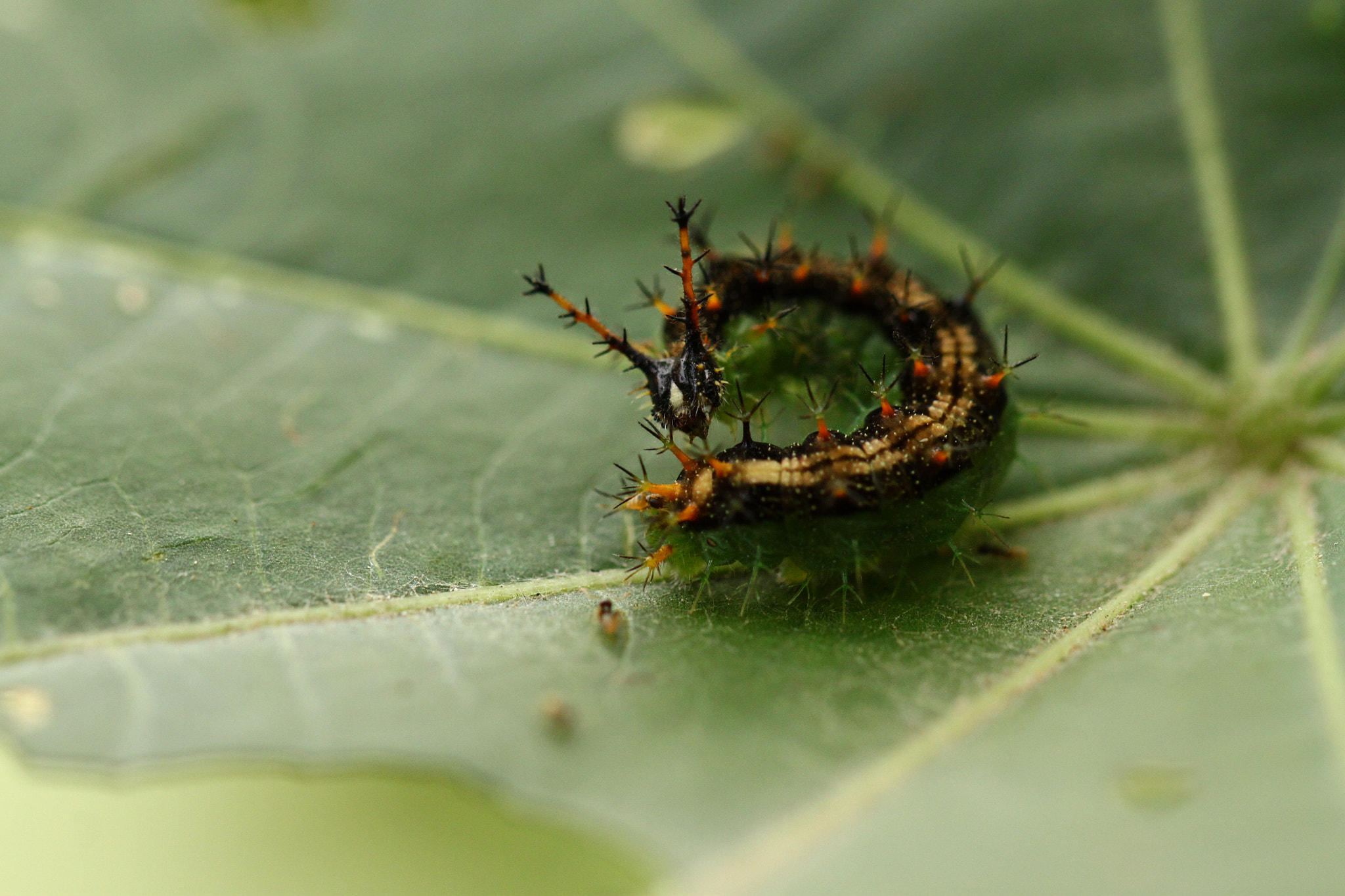 Fending off an Ant Attack