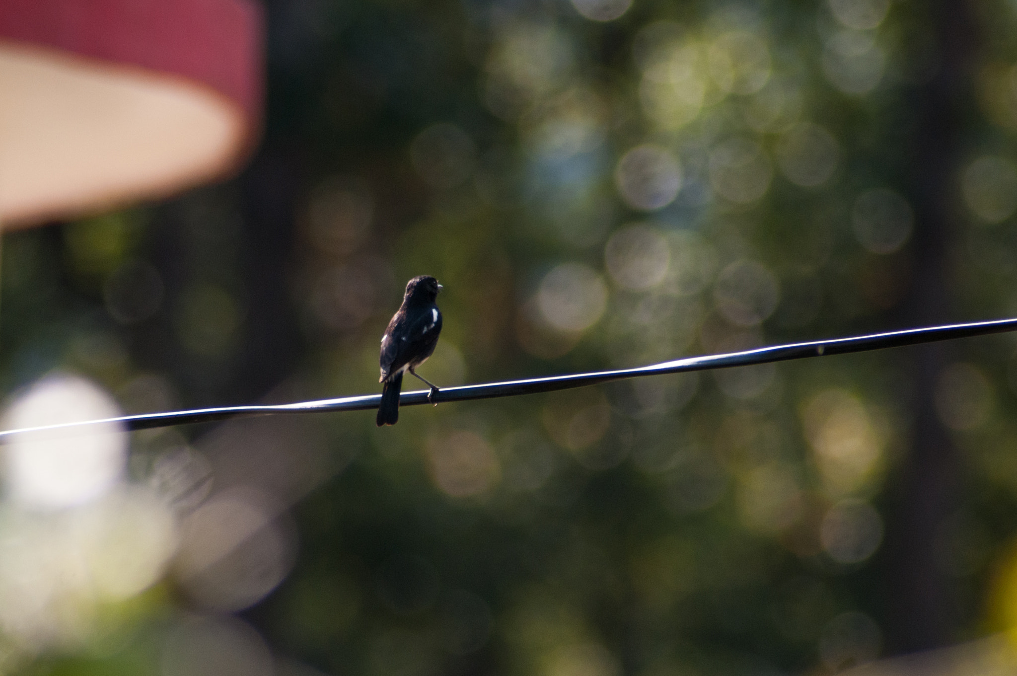 Nikon D300 sample photo. On the lookout photography