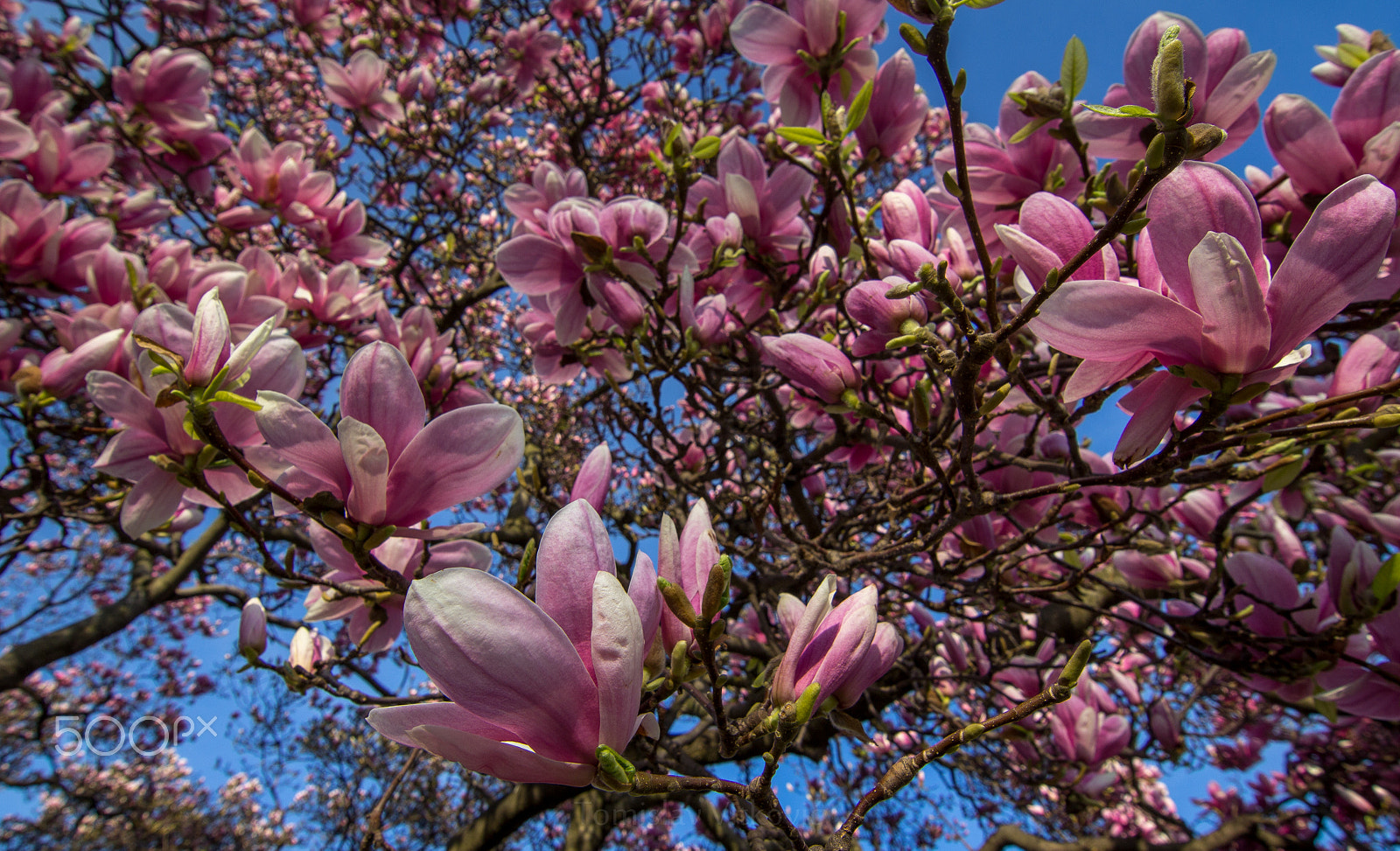 Canon EOS 60D sample photo. Spring in zagreb photography