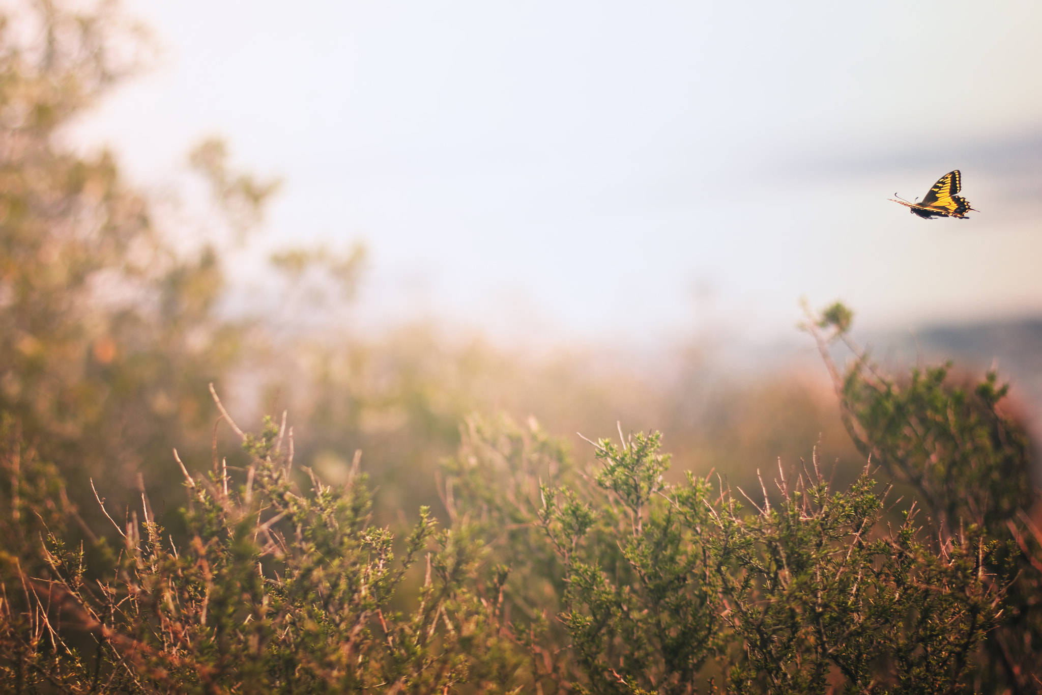 Canon EOS 80D + Canon EF 50mm F1.4 USM sample photo. Spring day on a mountain photography