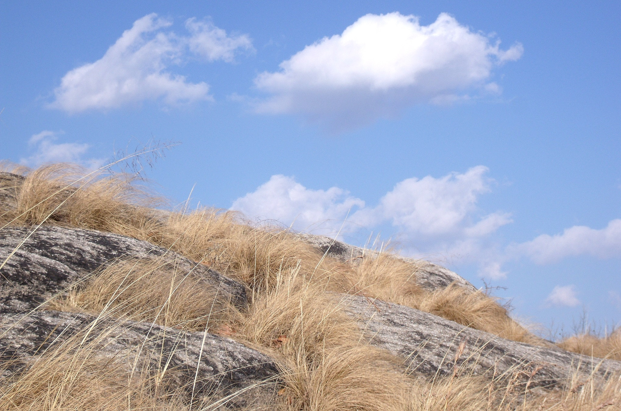 Fujifilm FinePix J110W sample photo. Grass growing out of rock cracks photography