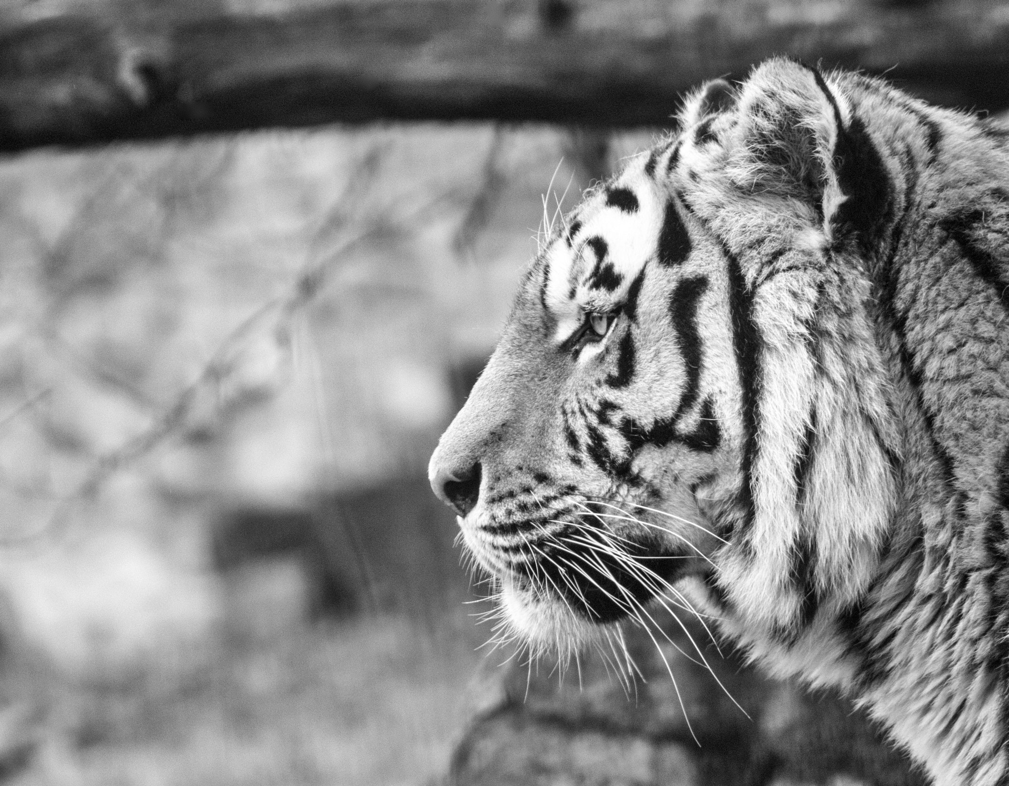 Canon EOS 600D (Rebel EOS T3i / EOS Kiss X5) + EF75-300mm f/4-5.6 sample photo. Tiger photography