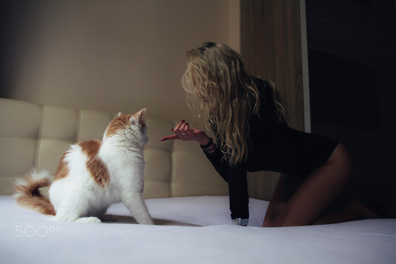 Canon EOS 7D + Sigma 18-35mm f/1.8 DC HSM sample photo. Cat vs pussy cat photography