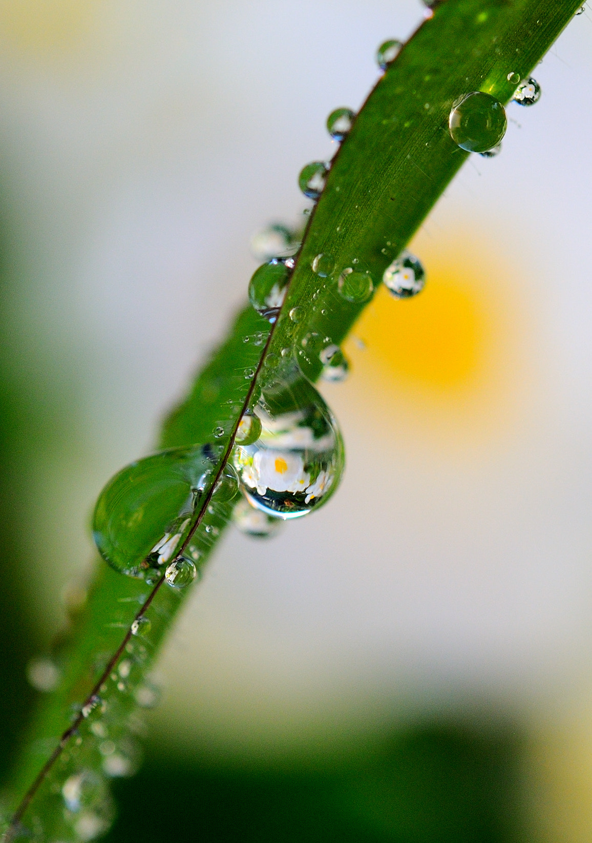 Nikon D300S + Nikon AF-S Micro-Nikkor 60mm F2.8G ED sample photo. Gocce d'acqua photography