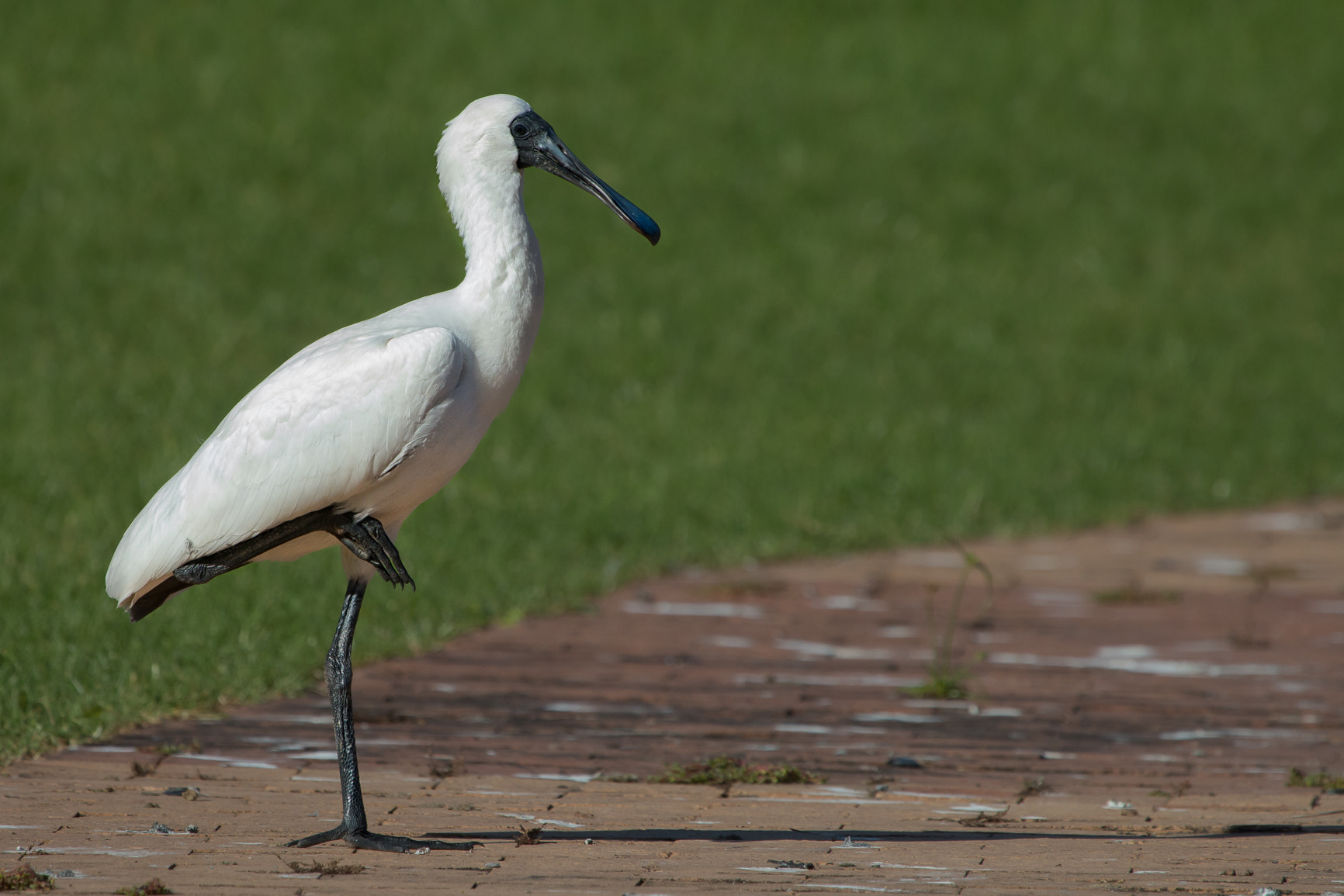 Canon EOS 70D + Canon EF 100-400mm F4.5-5.6L IS USM sample photo. Royal spoonbill photography