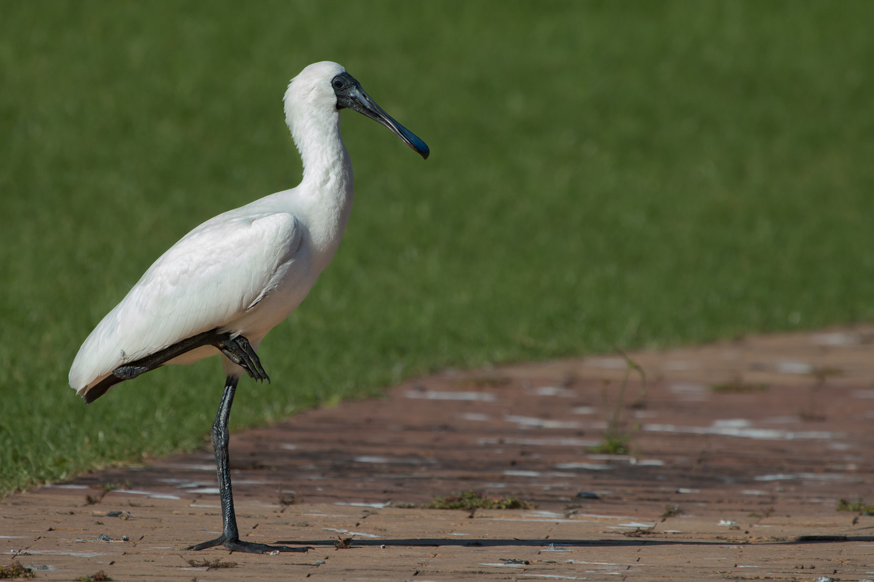 Canon EF 100-400mm F4.5-5.6L IS USM sample photo. Royal spoonbill photography