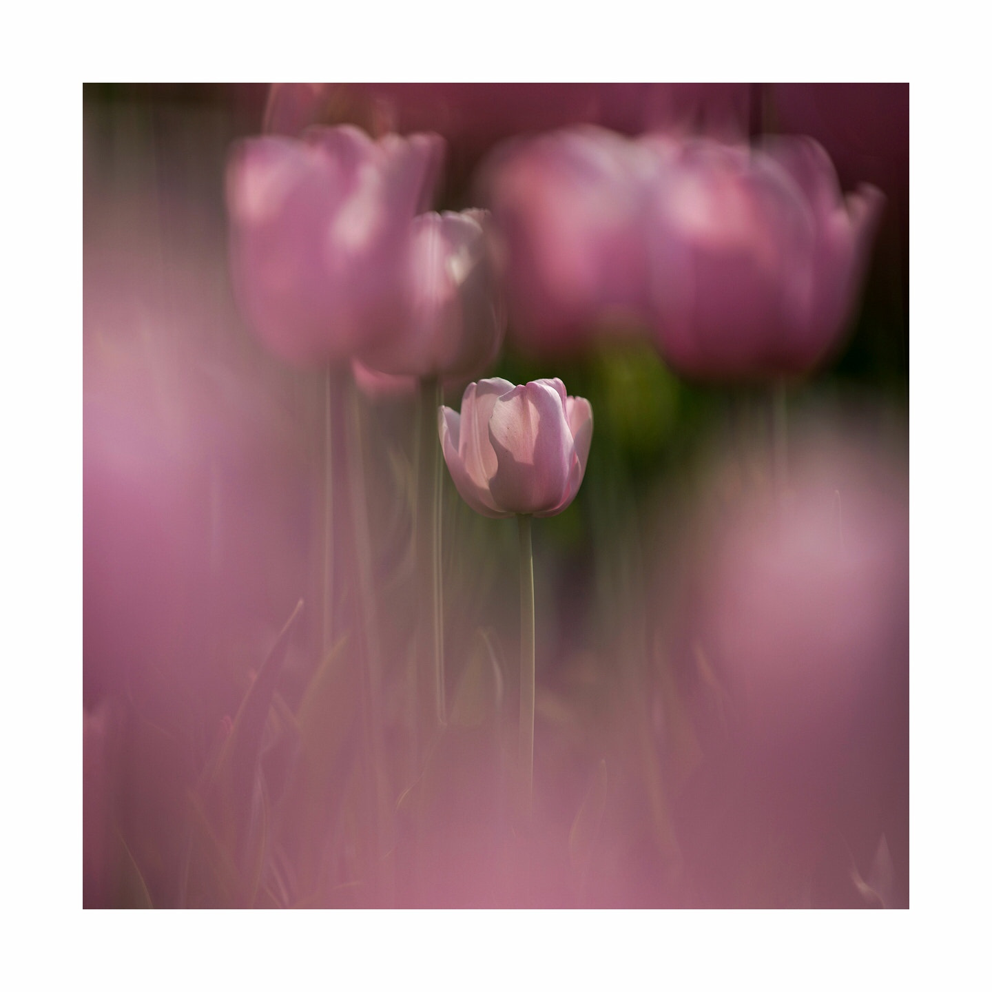 Canon EOS-1D X sample photo