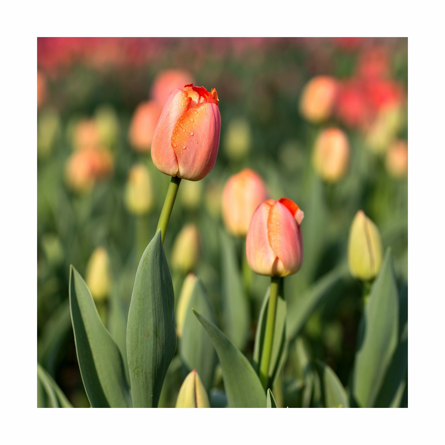 Canon EF 85mm F1.2L II USM sample photo