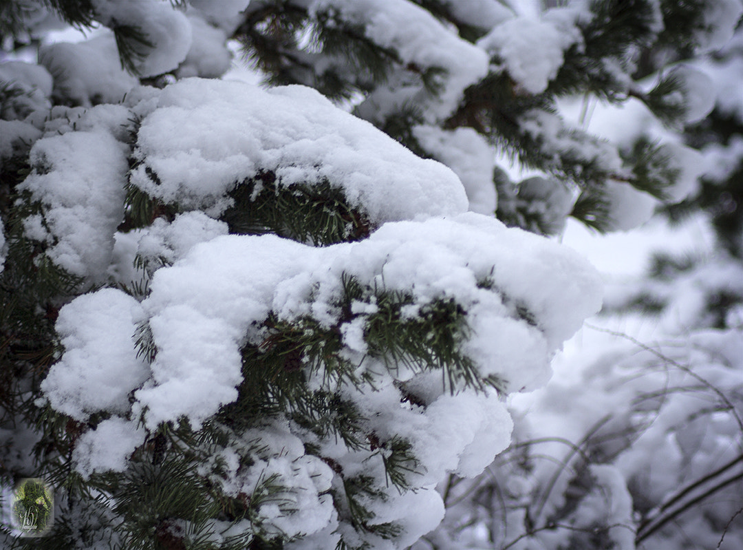 Canon EOS 60D sample photo. Wher is the sring photography