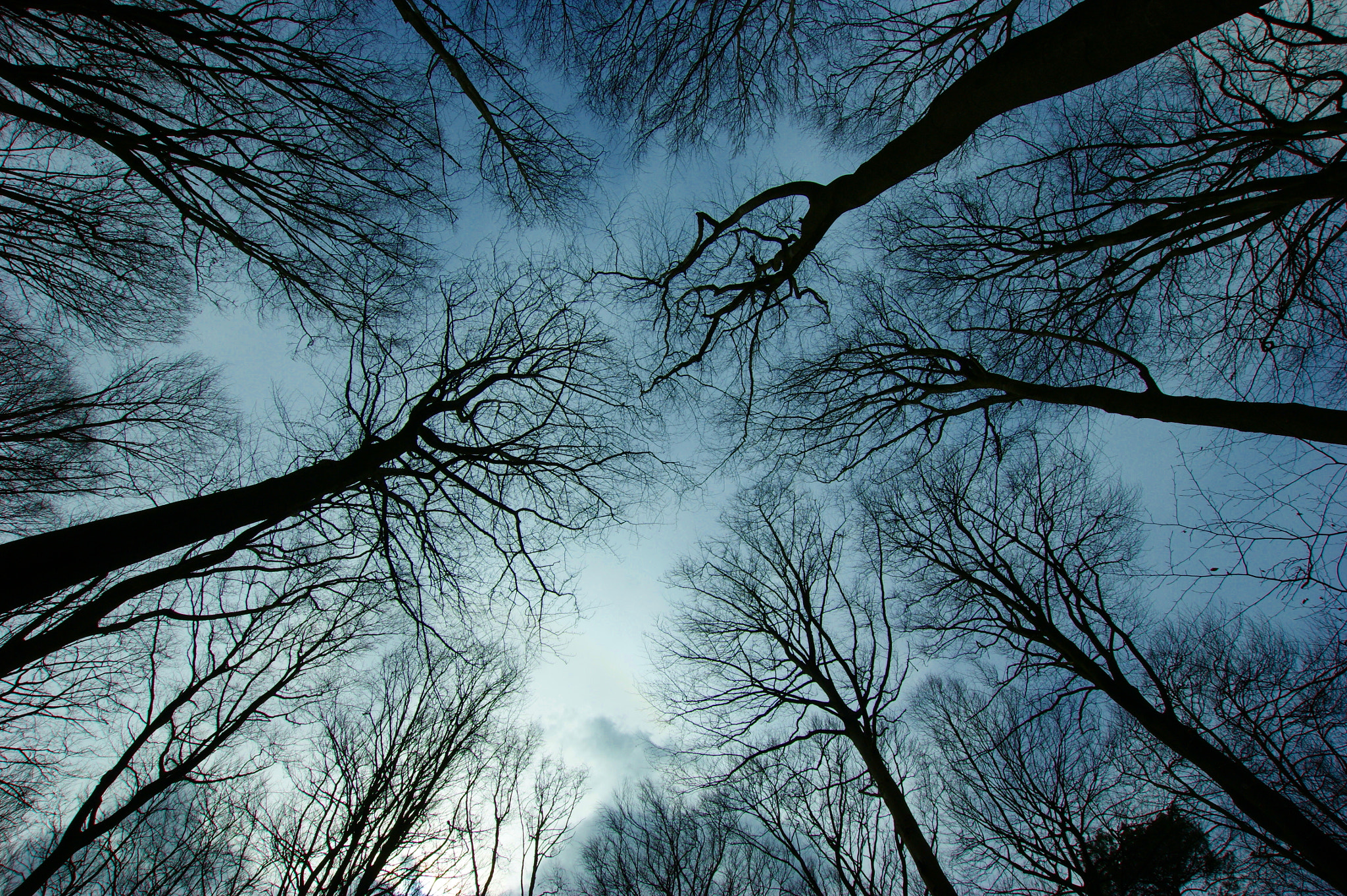 Sony Alpha DSLR-A290 + Sigma 10-20mm F3.5 EX DC HSM sample photo. Looking up at the trees photography