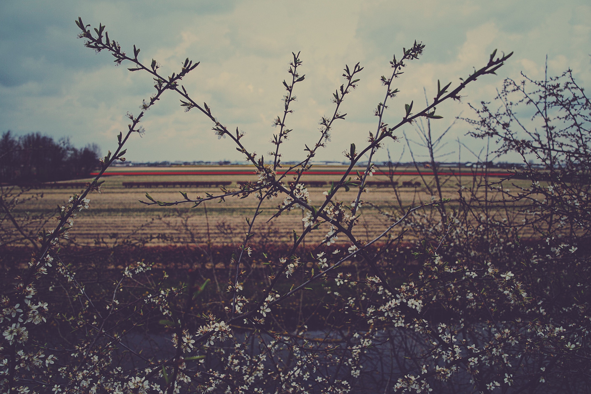 Pentax K-50 sample photo. Cherry blossom photography