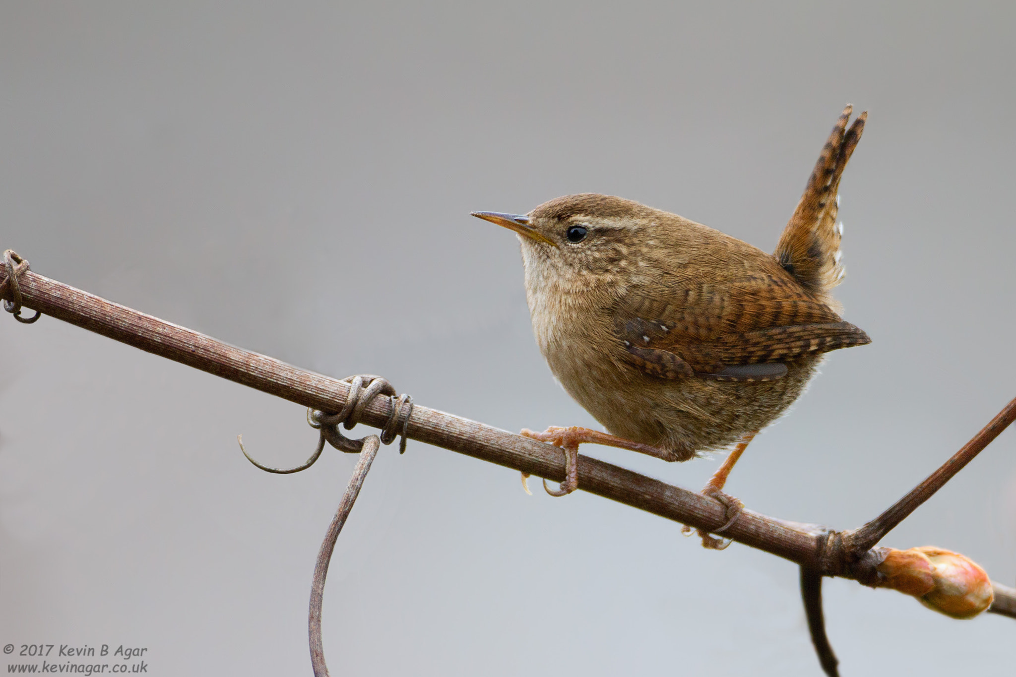 Canon EF 500mm F4L IS USM sample photo. Wren, troglodytes troglodytes photography