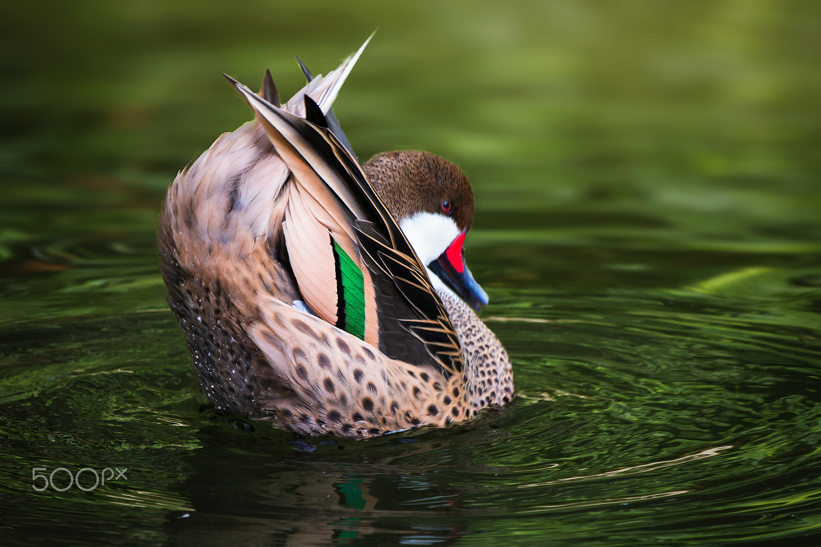 Canon EOS 7D sample photo. White cheeked pintail photography