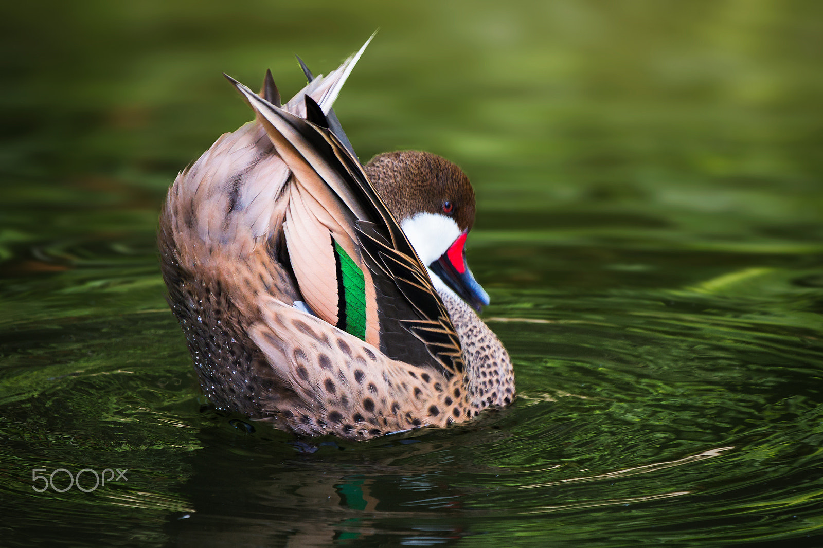 Canon EF 100-400mm F4.5-5.6L IS USM sample photo. White cheeked pintail photography