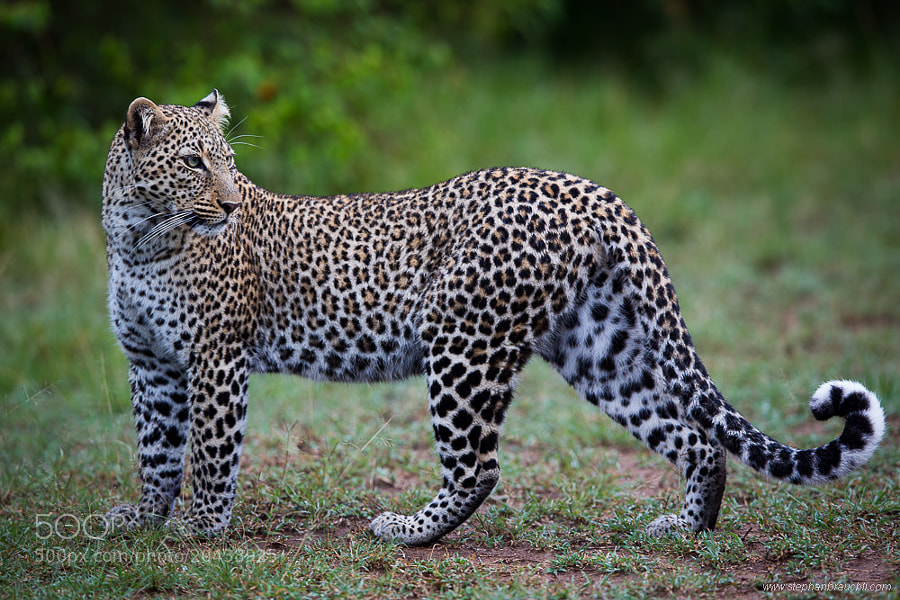 Photograph Bahati by Stephan Brauchli