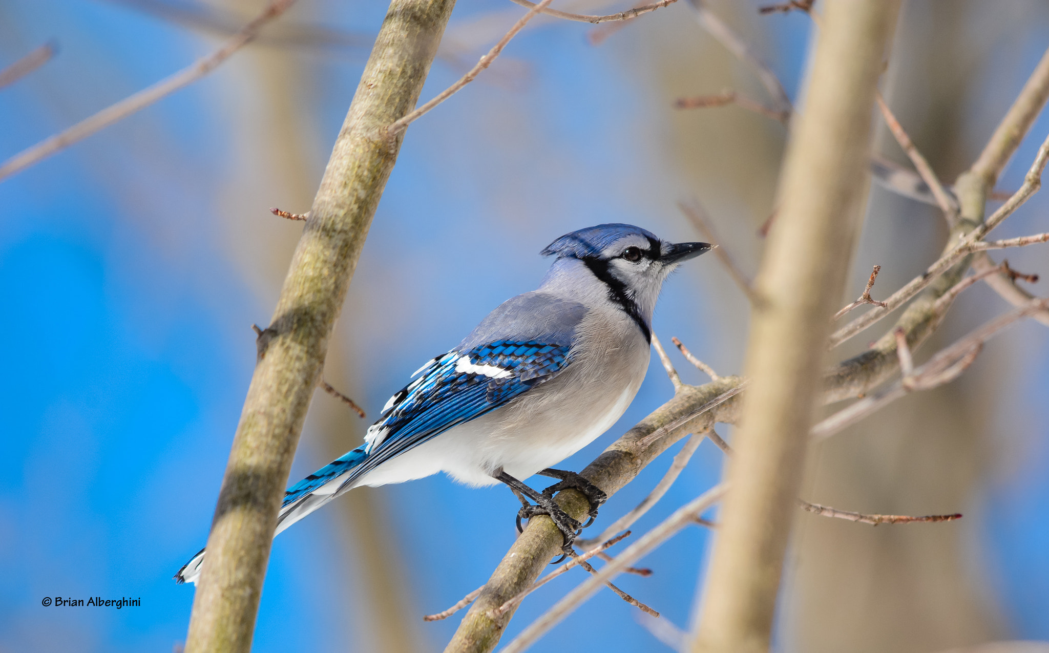 Nikon D7100 + Sigma 150-500mm F5-6.3 DG OS HSM sample photo. Bluejay photography