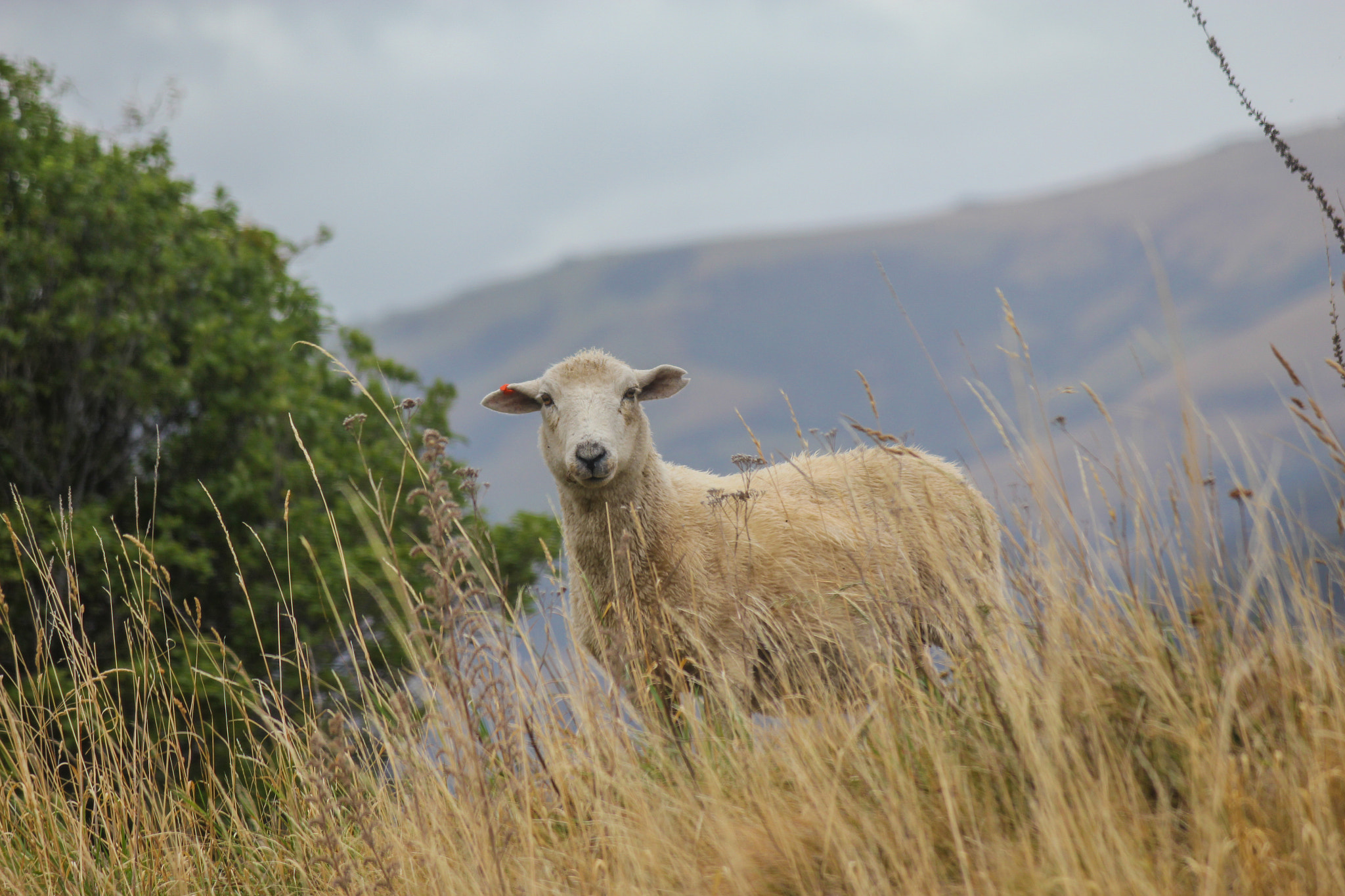 Canon EOS 550D (EOS Rebel T2i / EOS Kiss X4) sample photo. Inquisitive sheep photography