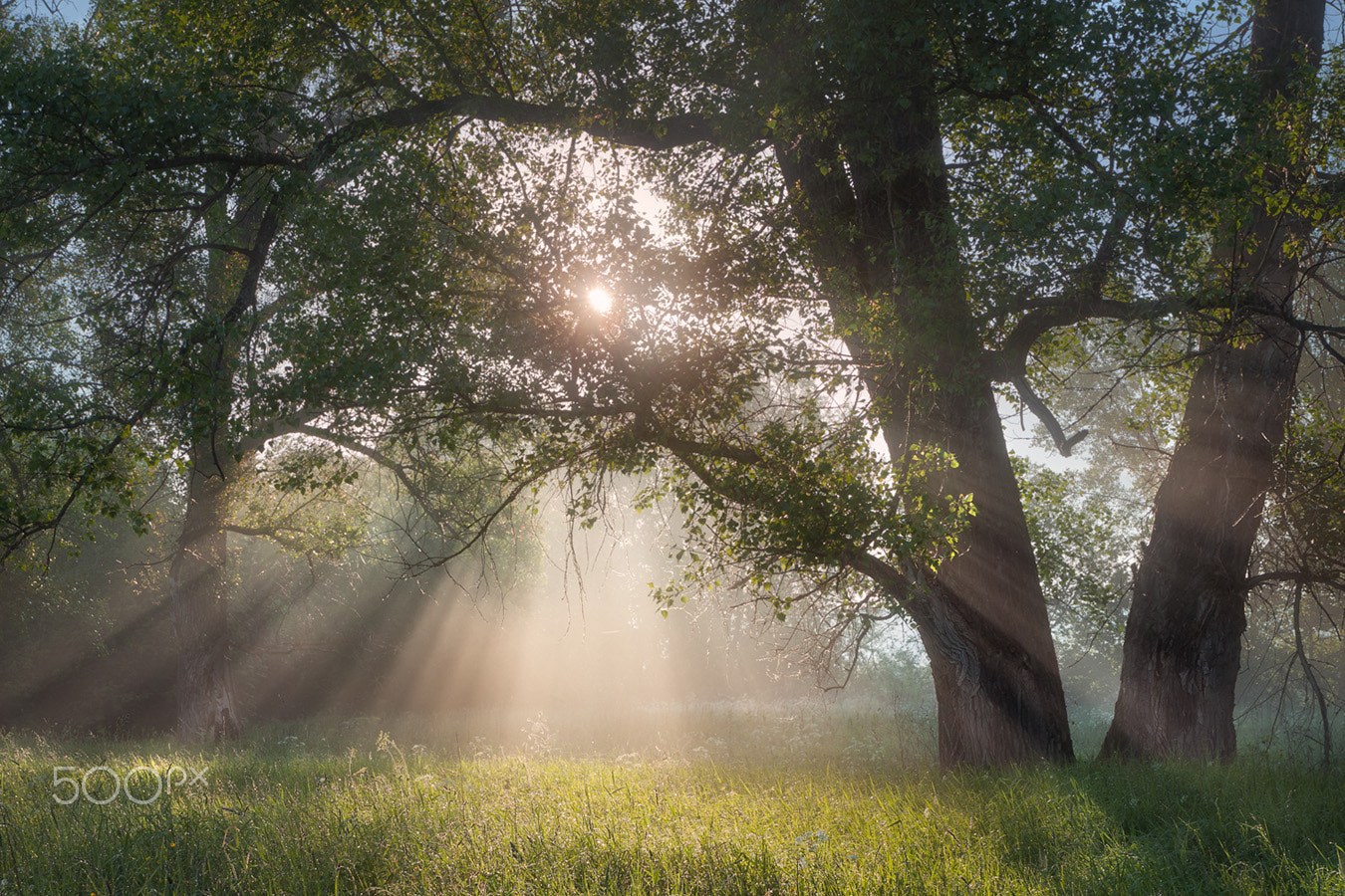 Canon EF-S 17-55mm F2.8 IS USM sample photo. Morning freshness photography