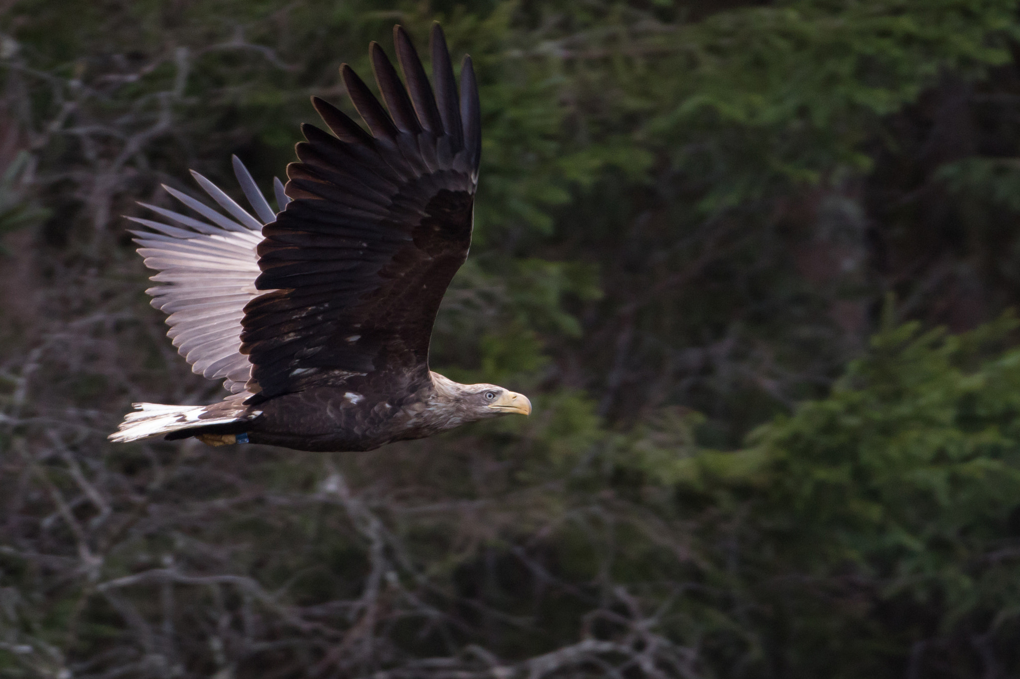 Canon EOS 7D Mark II + Canon EF 500mm F4L IS USM sample photo. Havørn rydlandsvågen photography