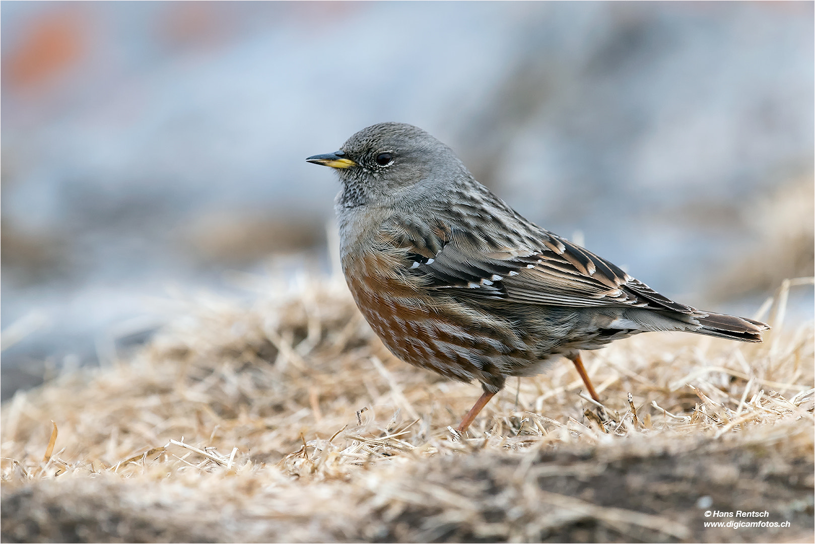 Nikon D5 sample photo. Alpine accentor photography