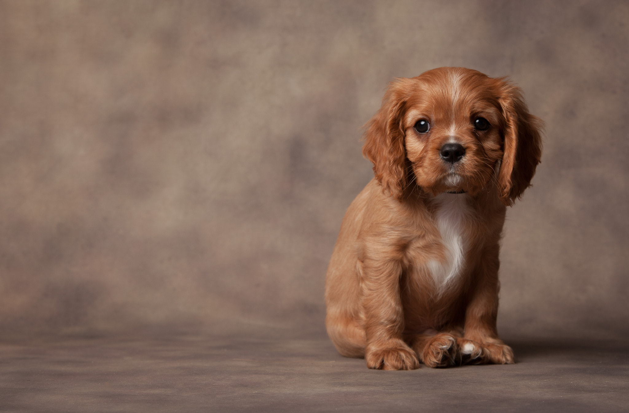 Canon EF 70-200mm F2.8L IS USM sample photo. Cute as a button x photography