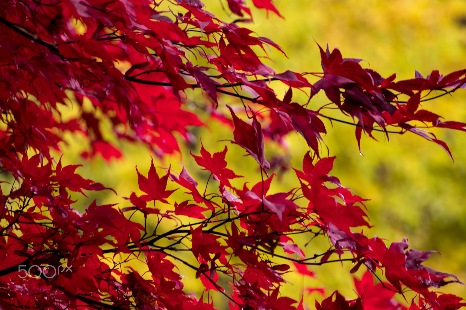 Sigma 55-200mm f/4-5.6 DC sample photo. Autumn colors photography