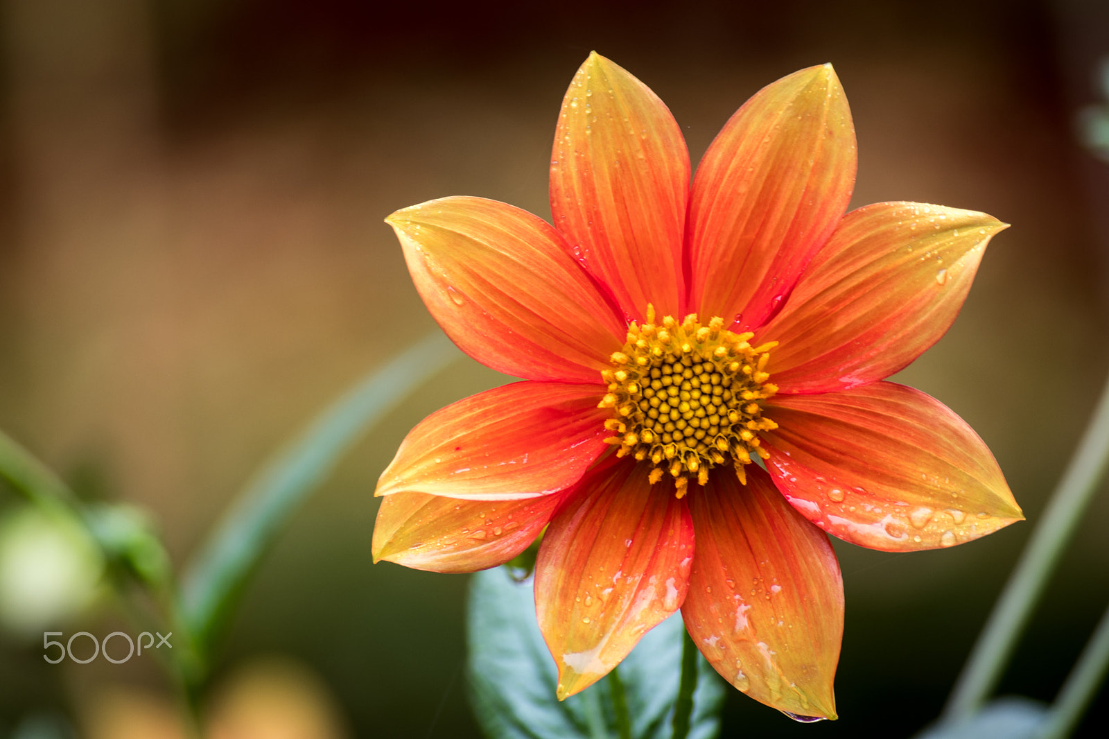 Sigma 55-200mm f/4-5.6 DC sample photo. Nice flower photography